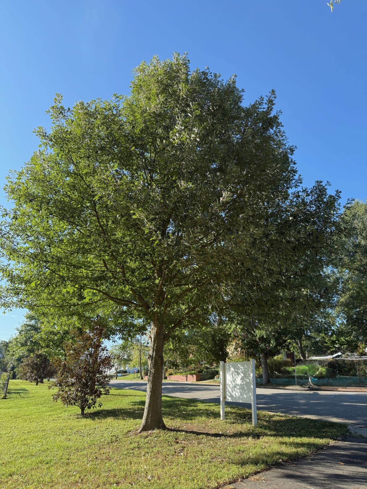 Overcup Oak: a mature specimen on an open lawn showing its broad rounded shade crown against a blue sky