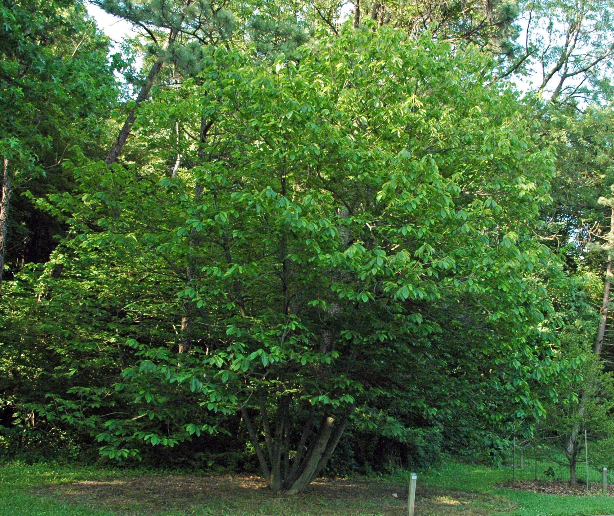 Overleese pawpaw: full grown pawpaw tree in leaf