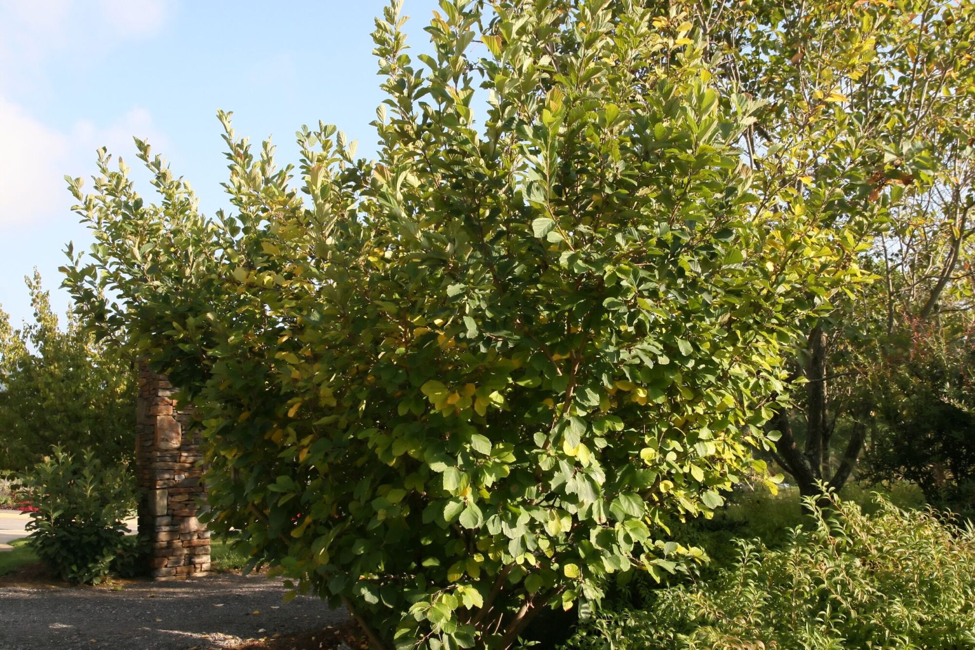 Ozark Witch Hazel: a full multi-stemmed Ozark witch hazel shrub growing in a landscape bed beside a stone pillar