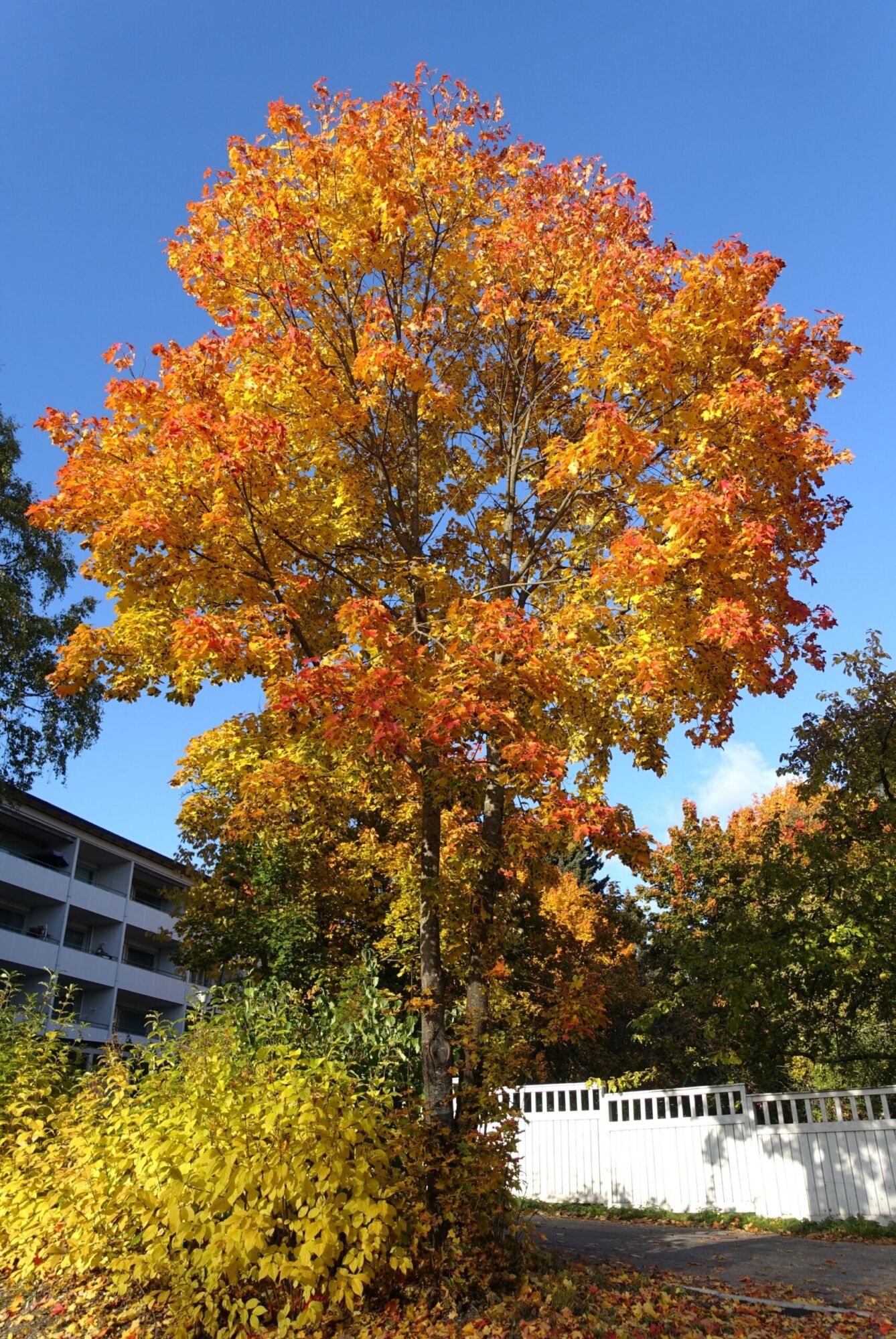 Pacific Sunset maple: Norway maple parent species in orange-red fall color