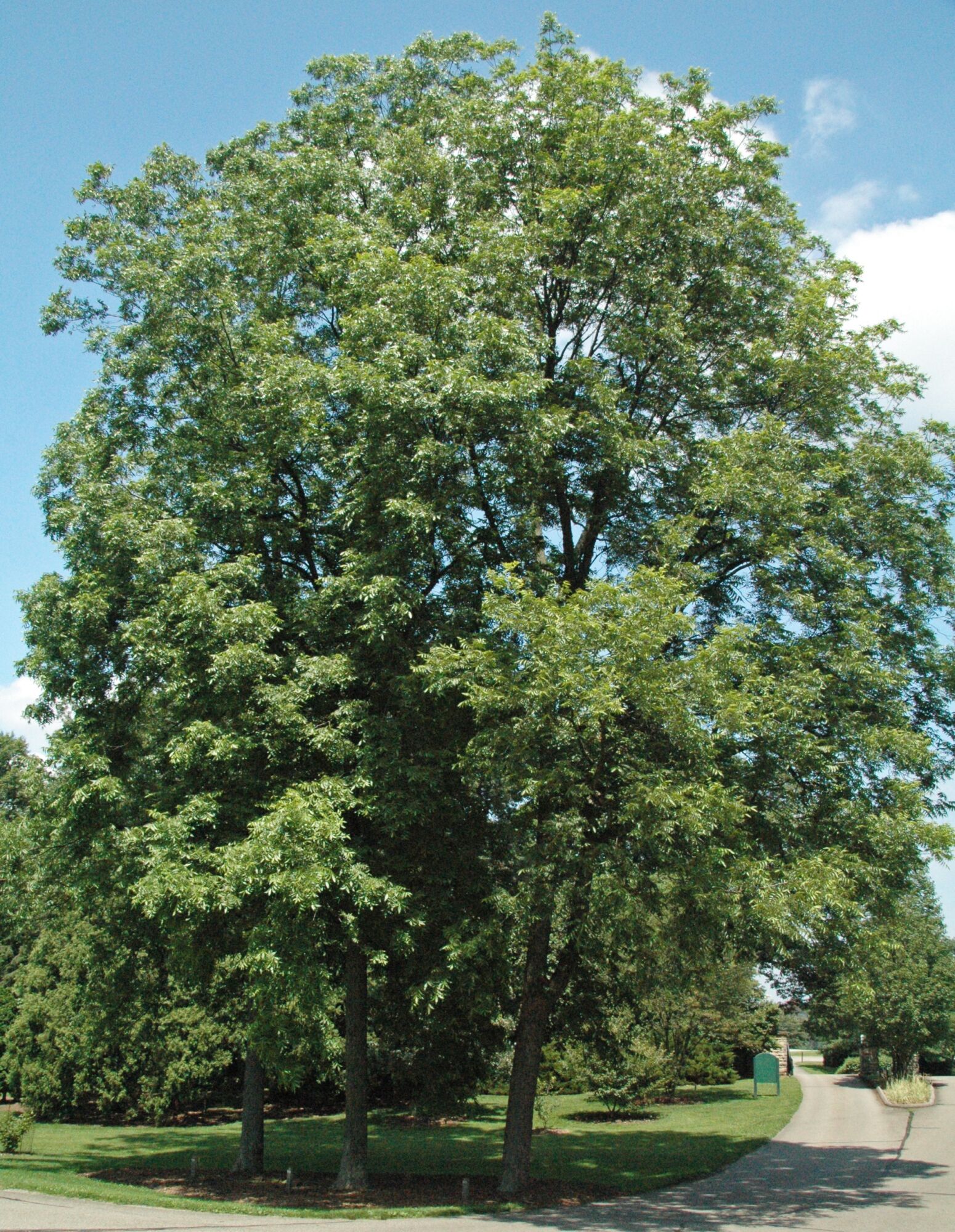 Desirable pecan: Full pecan tree in summer