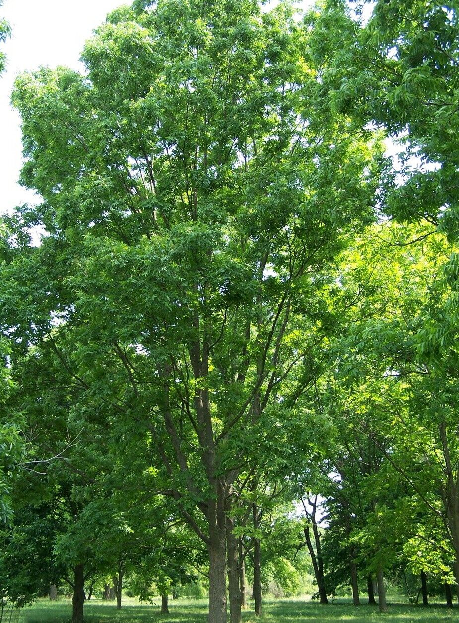 Stuart pecan: Full pecan tree in summer