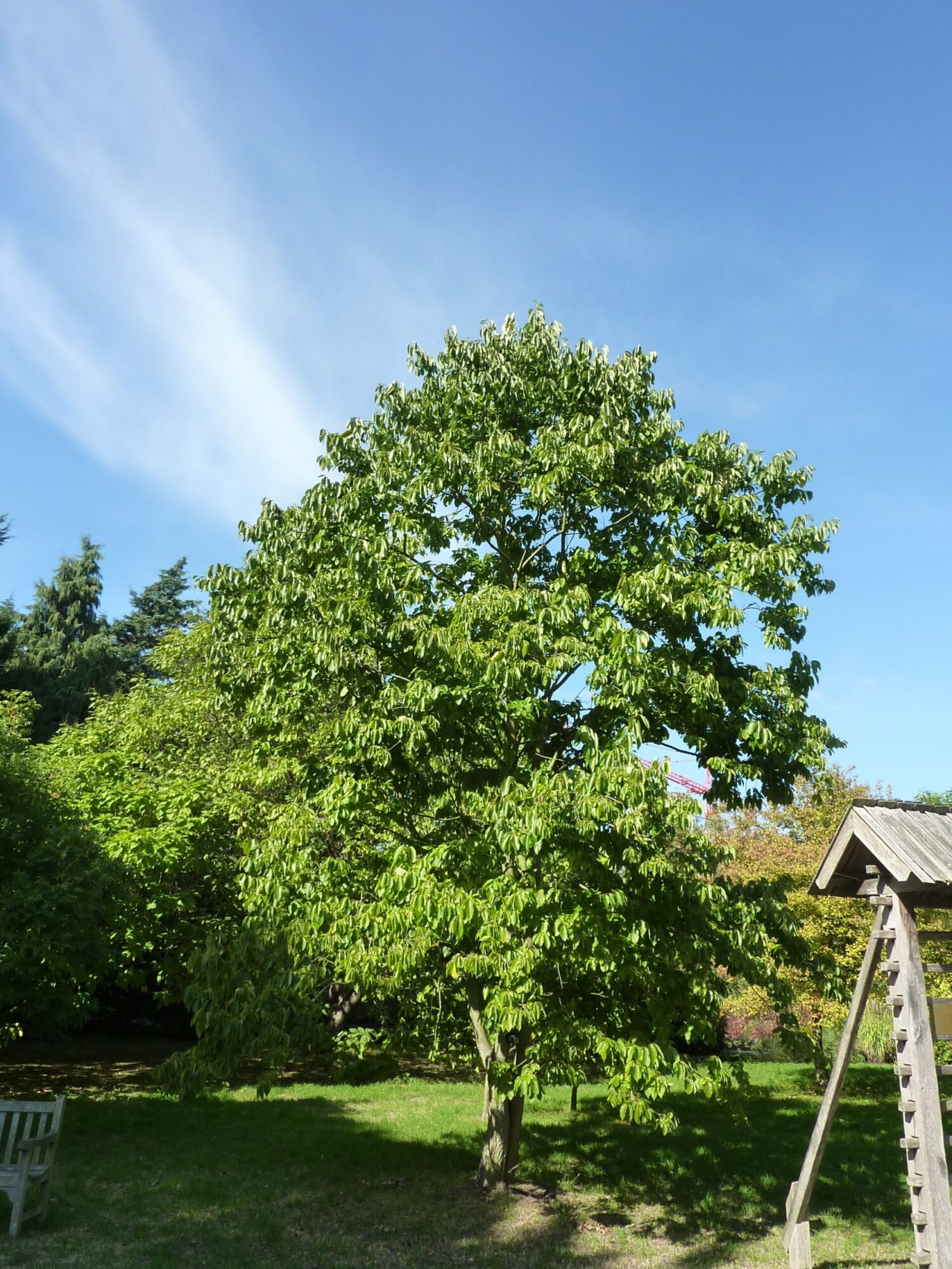 American Persimmon: full tree with a rounded green canopy