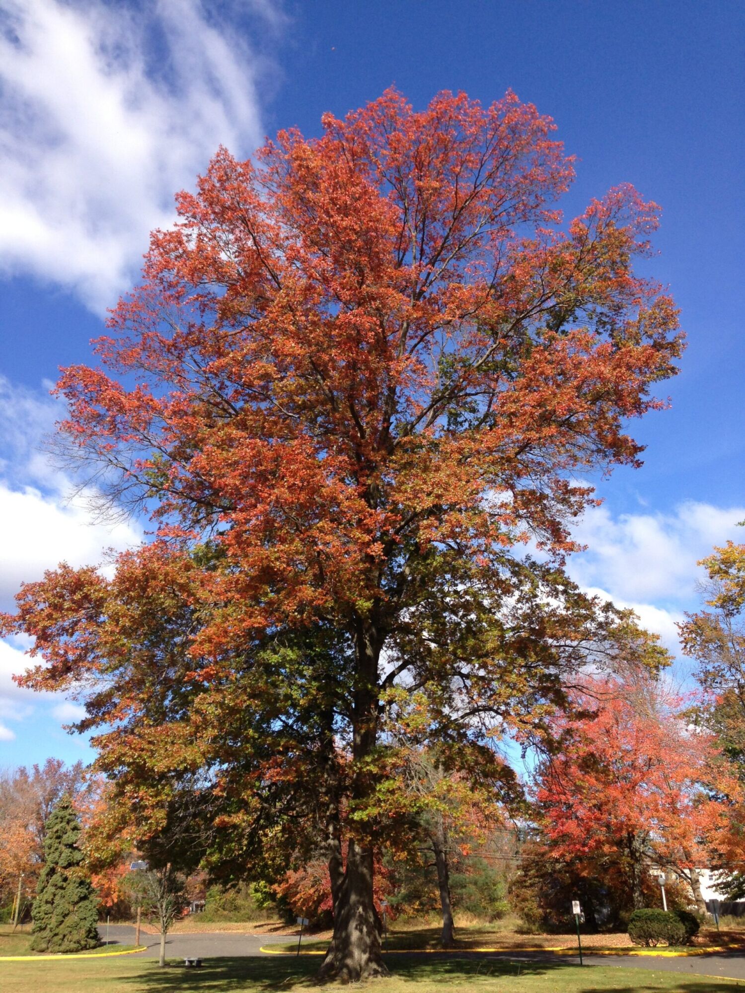 Pin Oak: a full grown specimen on an open lawn in brilliant scarlet autumn color against a blue sky