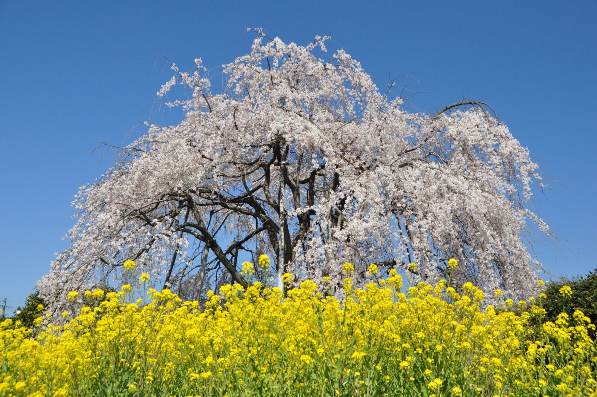 Pink Cascade Flowering Cherry: a large weeping cherry covered in pale pink blossom above a field of yellow rapeseed under blue sky