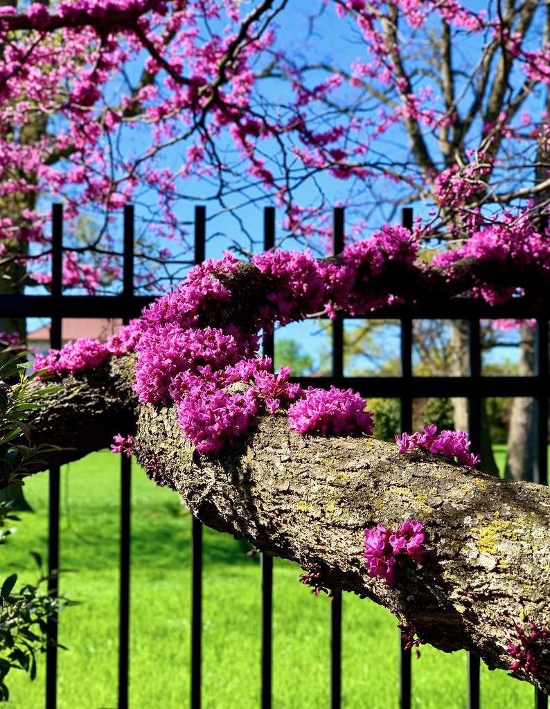 Pink Pom Poms redbud: Mounded magenta flower clusters along a branch
