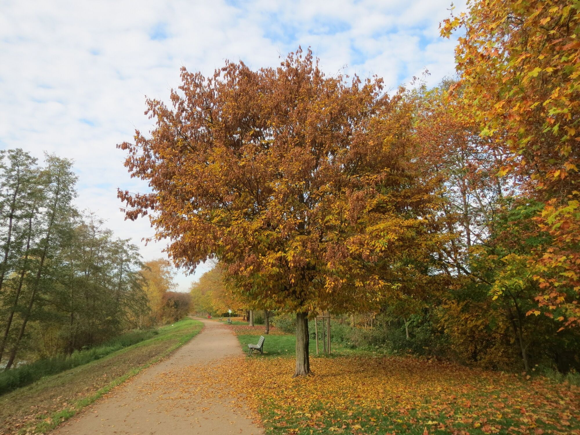 Pinocchio hornbeam: compact hornbeam in copper fall color by a path