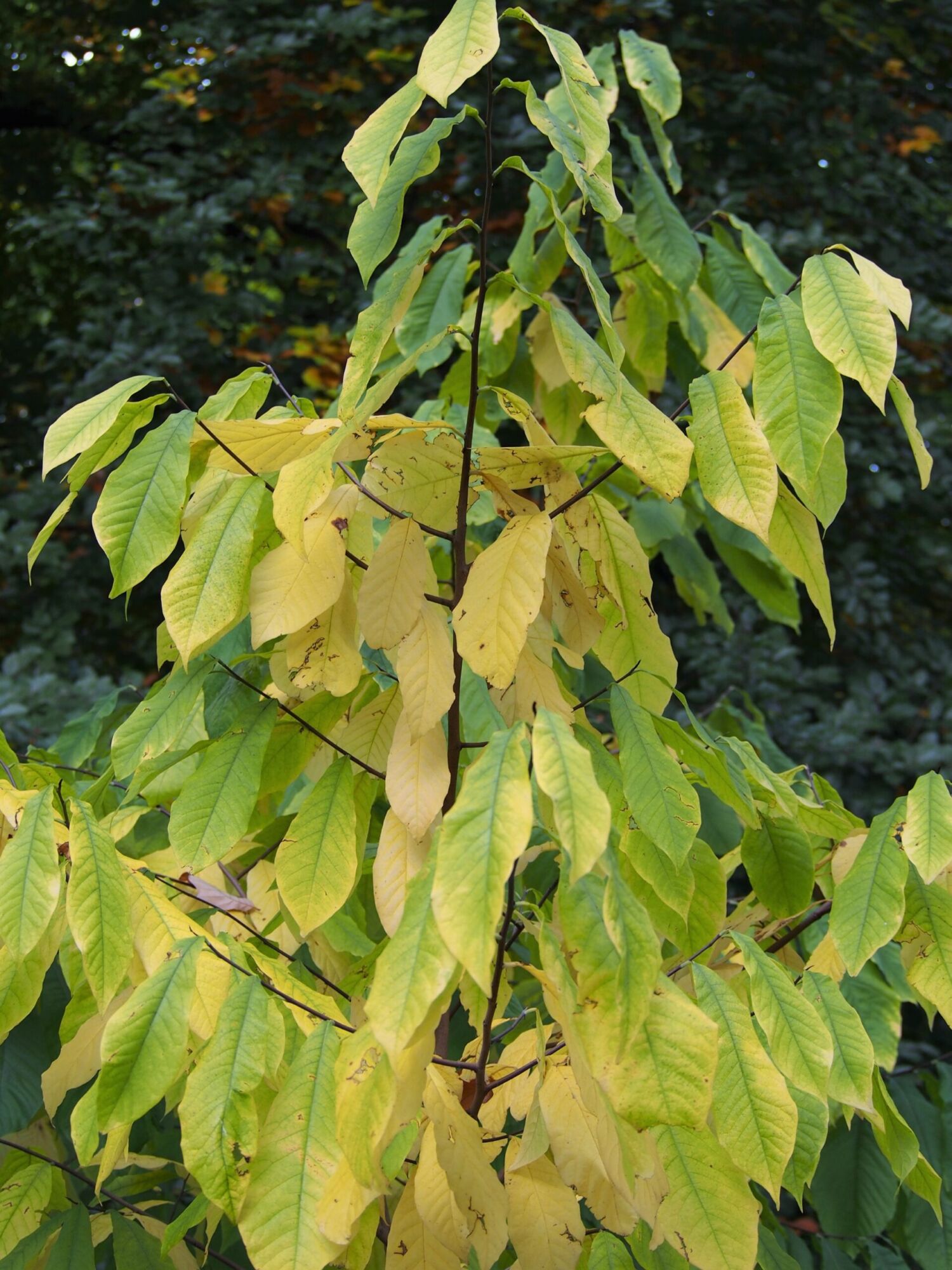 Potomac pawpaw: upright pawpaw with leaves turning gold