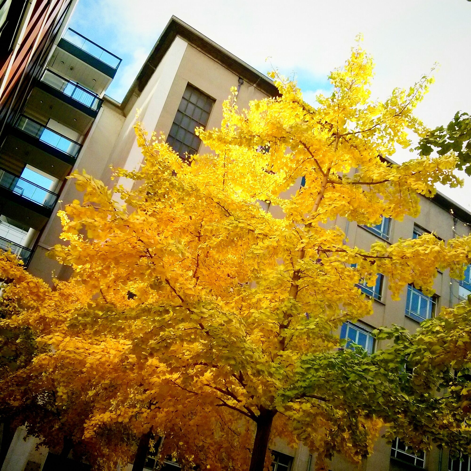 Presidential Gold Ginkgo: broad golden ginkgo glowing between city buildings