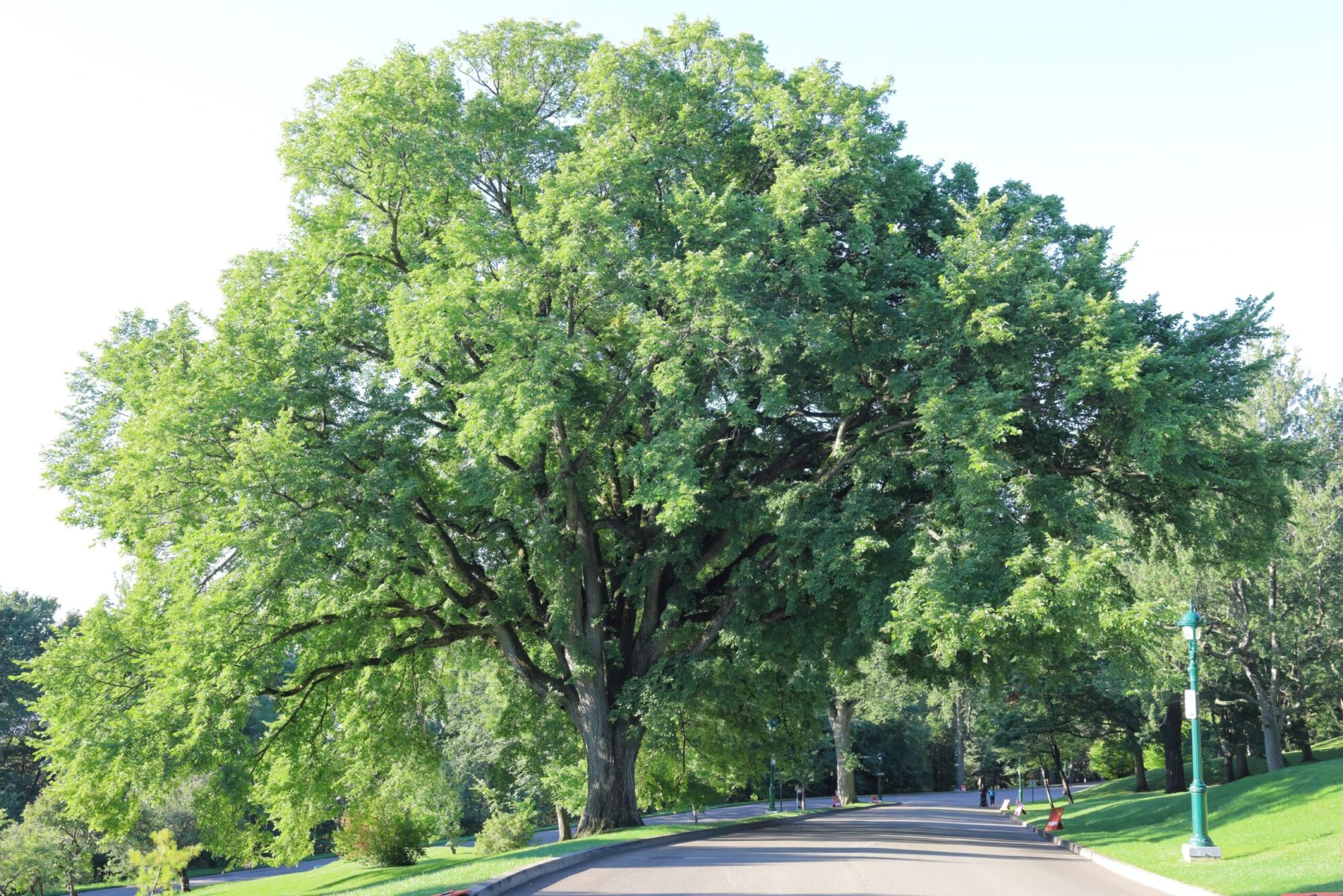 A large mature American elm spreading its vase shaped crown out over a park drive in morning light