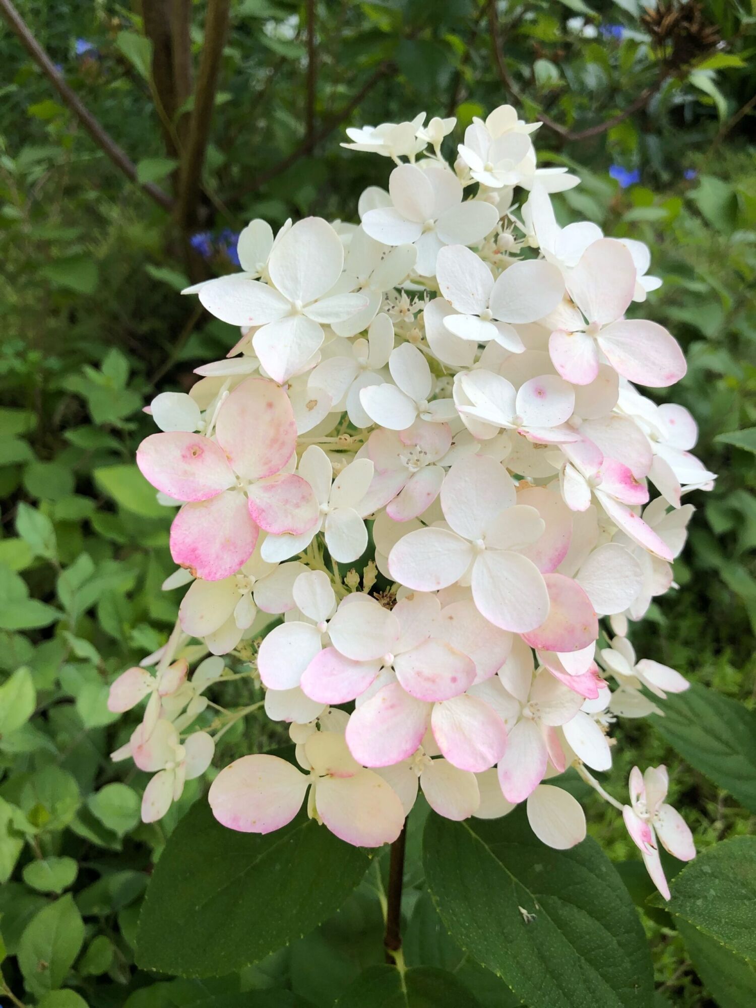 Quick Fire Hydrangea: a panicle hydrangea head, white at the top and flushing pink through the lower florets