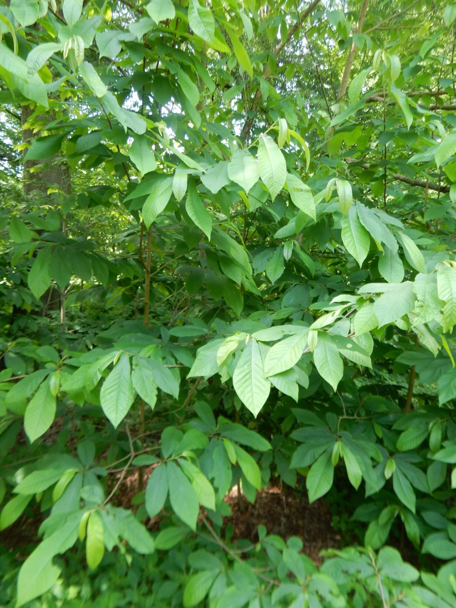 Rappahannock pawpaw: layered horizontal pawpaw foliage