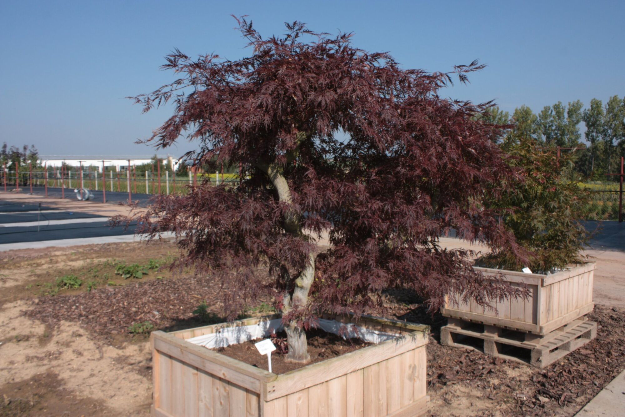Red Dragon Japanese maple: Full tree