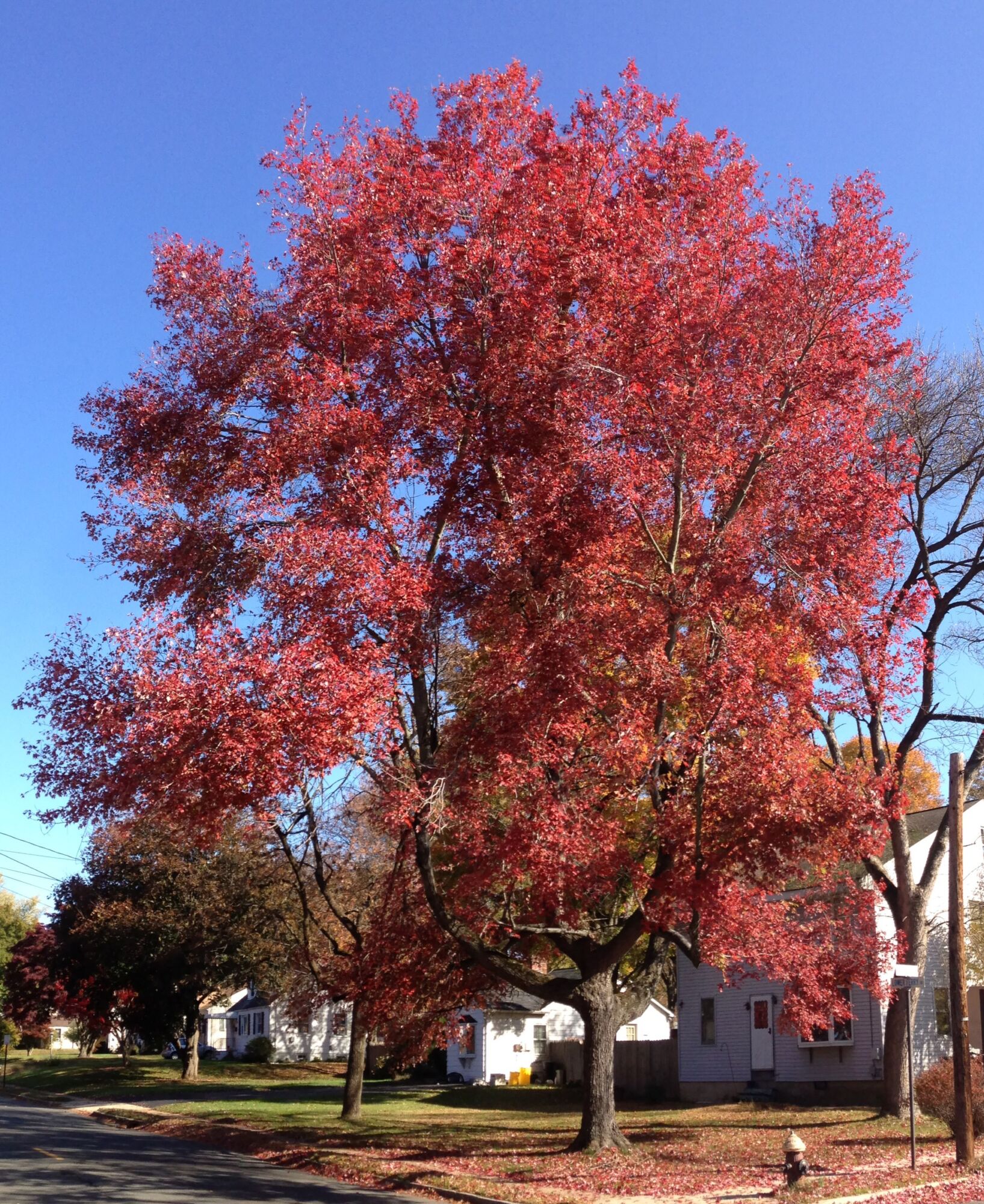 Red Sentinel maple: Fall color