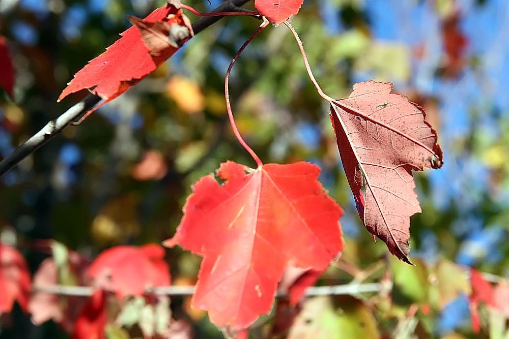 Red Sunset maple: Fall leaves