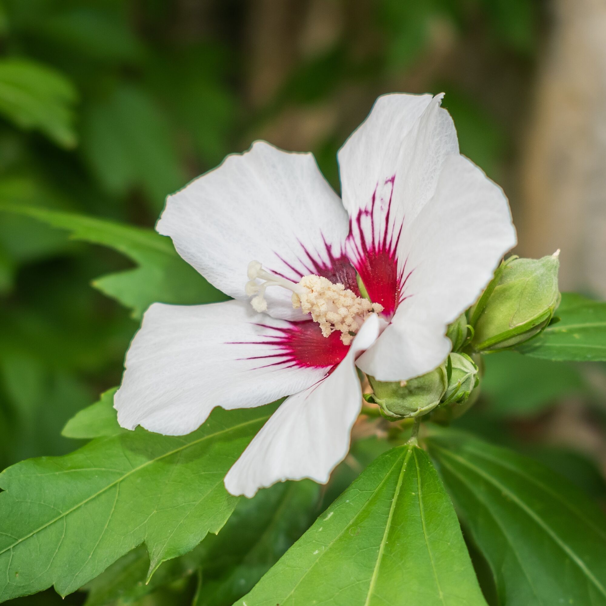 Red Heart Rose of Sharon: a single white rose of sharon flower with a deep crimson center and green buds beside it