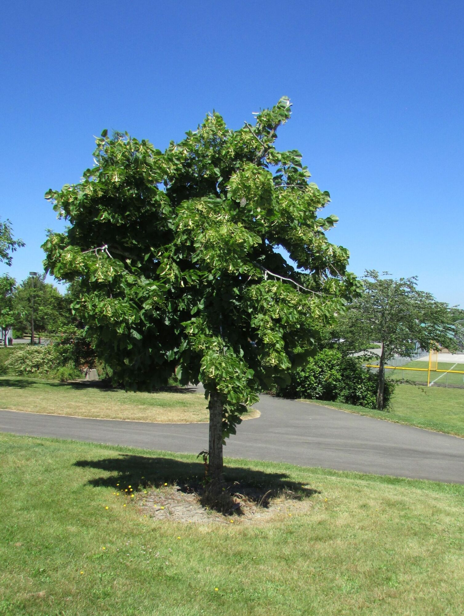 A young American basswood in full bloom on a park lawn against a deep blue sky