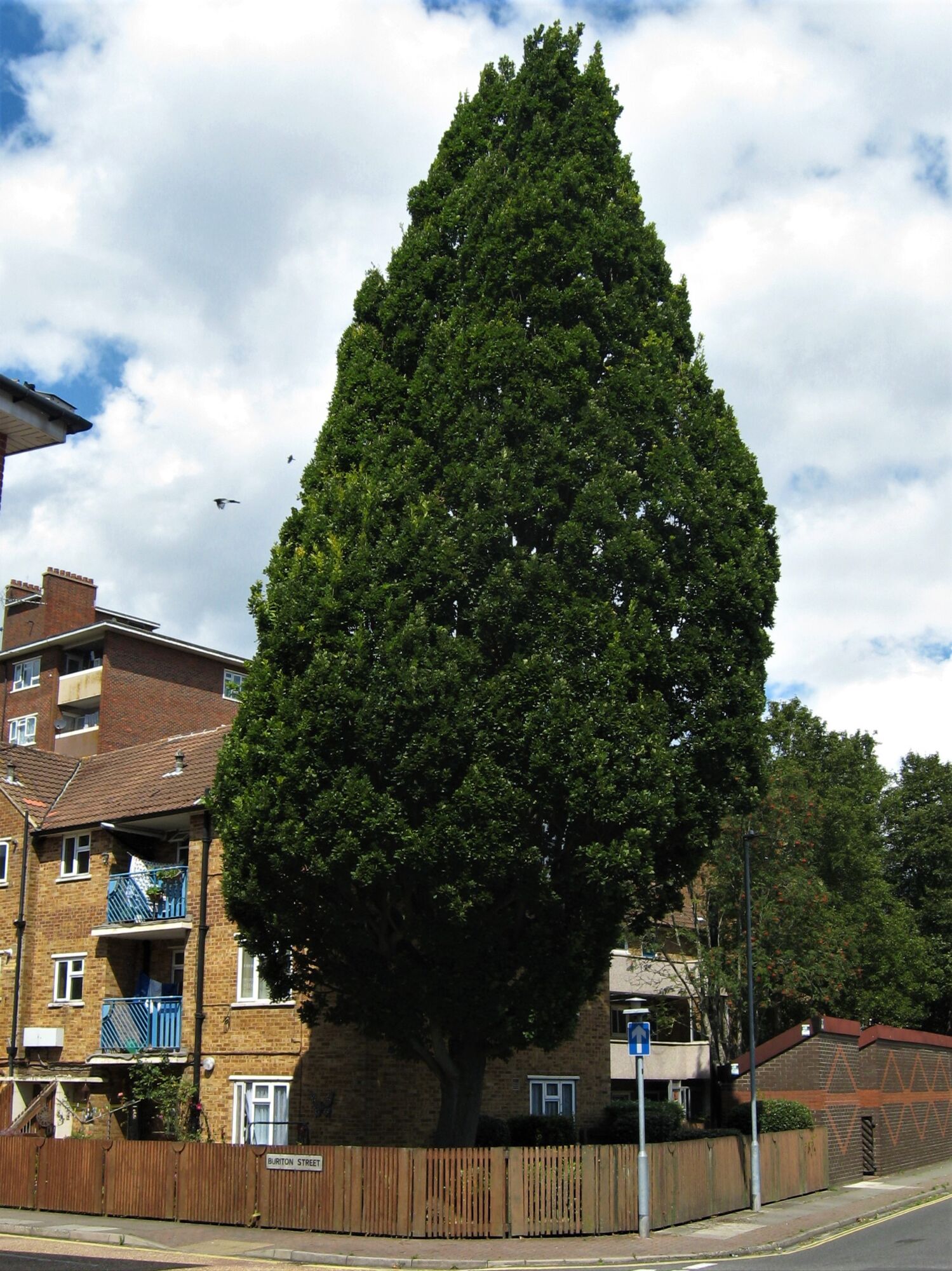 A Quercus x warei hybrid oak growing on a street corner, the same cross that produced Regal Prince, showing the broad upright habit