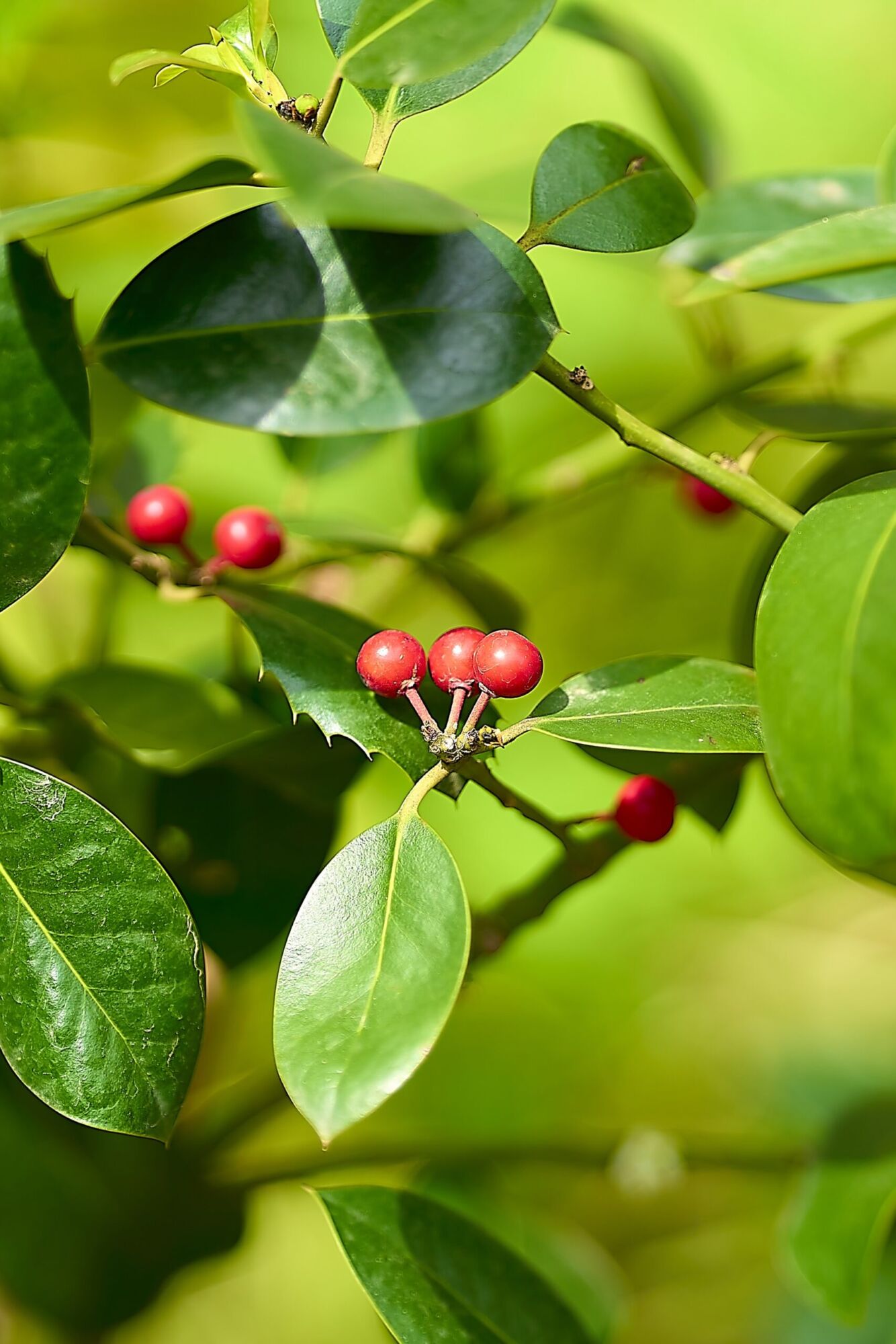 Robin Holly: bright red holly berries clustered on a stem among glossy deep green leaves