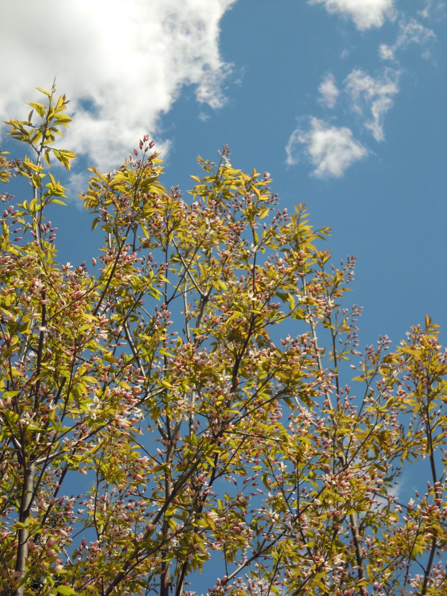 Robin Hill serviceberry: crown full of pink spring buds