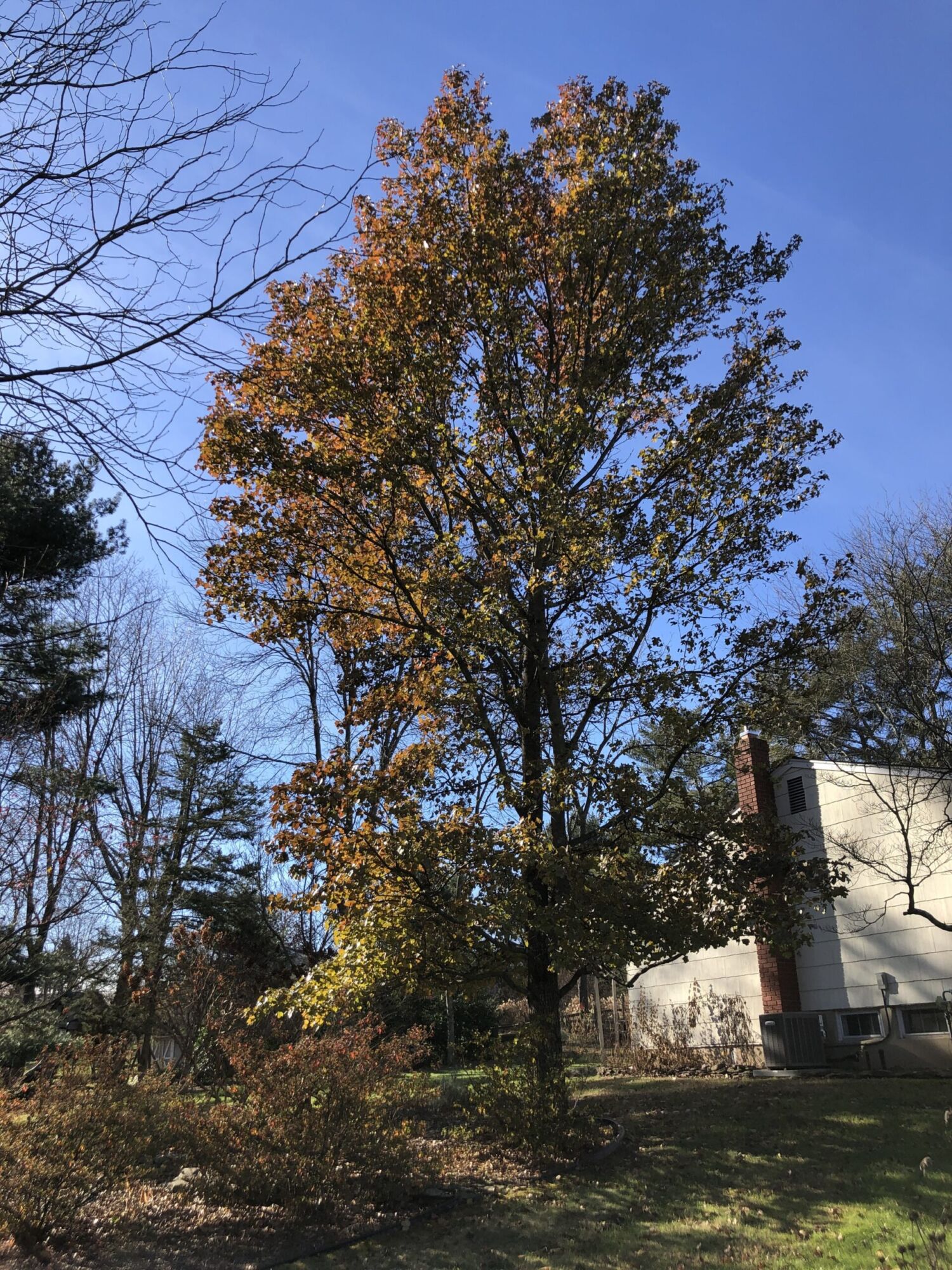 Rotundiloba Sweetgum: a mature Rotundiloba sweetgum in a residential yard holding bronze and orange late autumn leaves