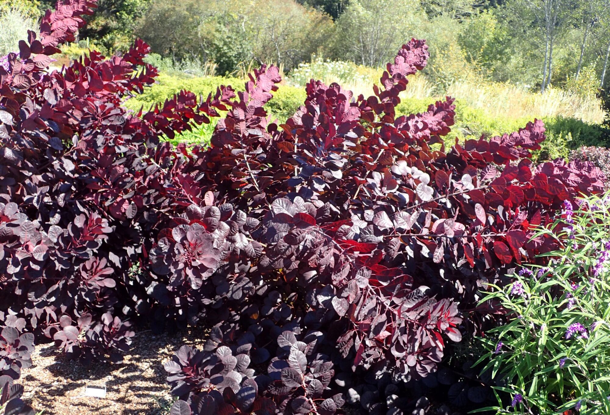 Royal Purple Smokebush: full shrub with deep burgundy foliage in a landscape bed