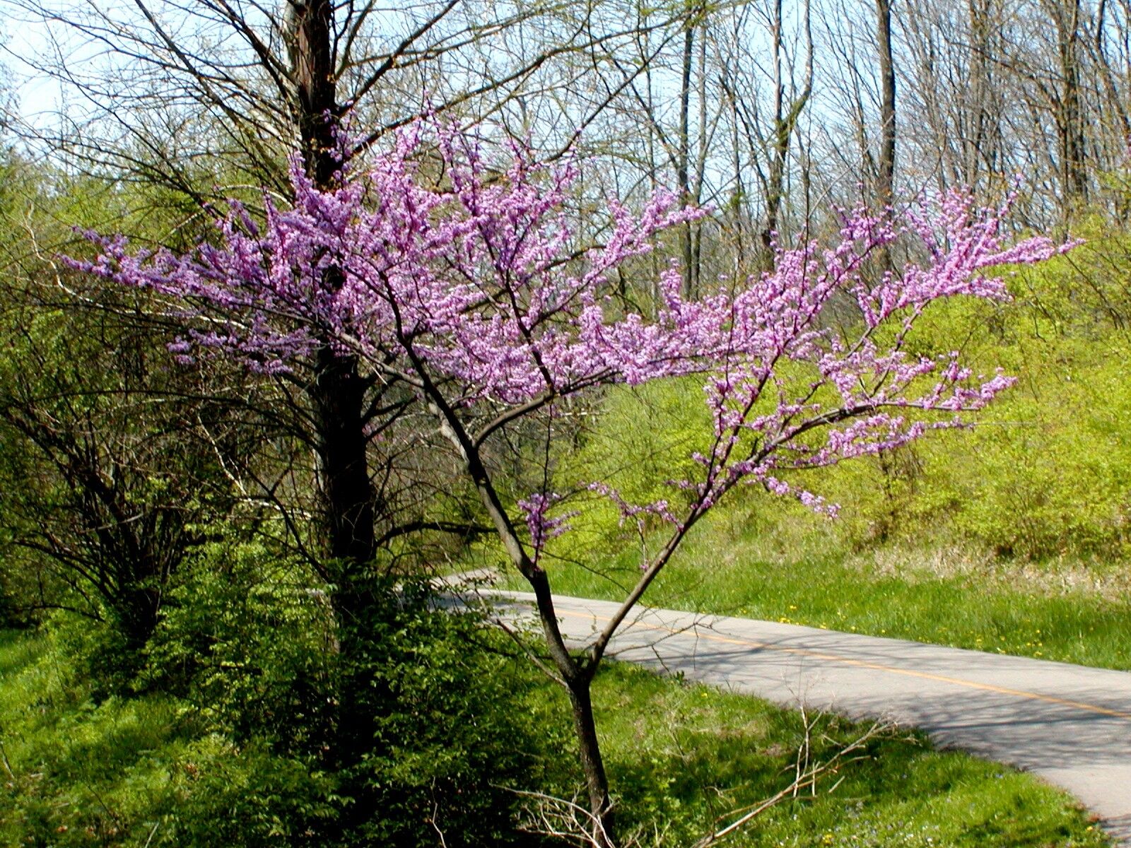 Ruby Falls redbud: Redbud tree blooming beside a path