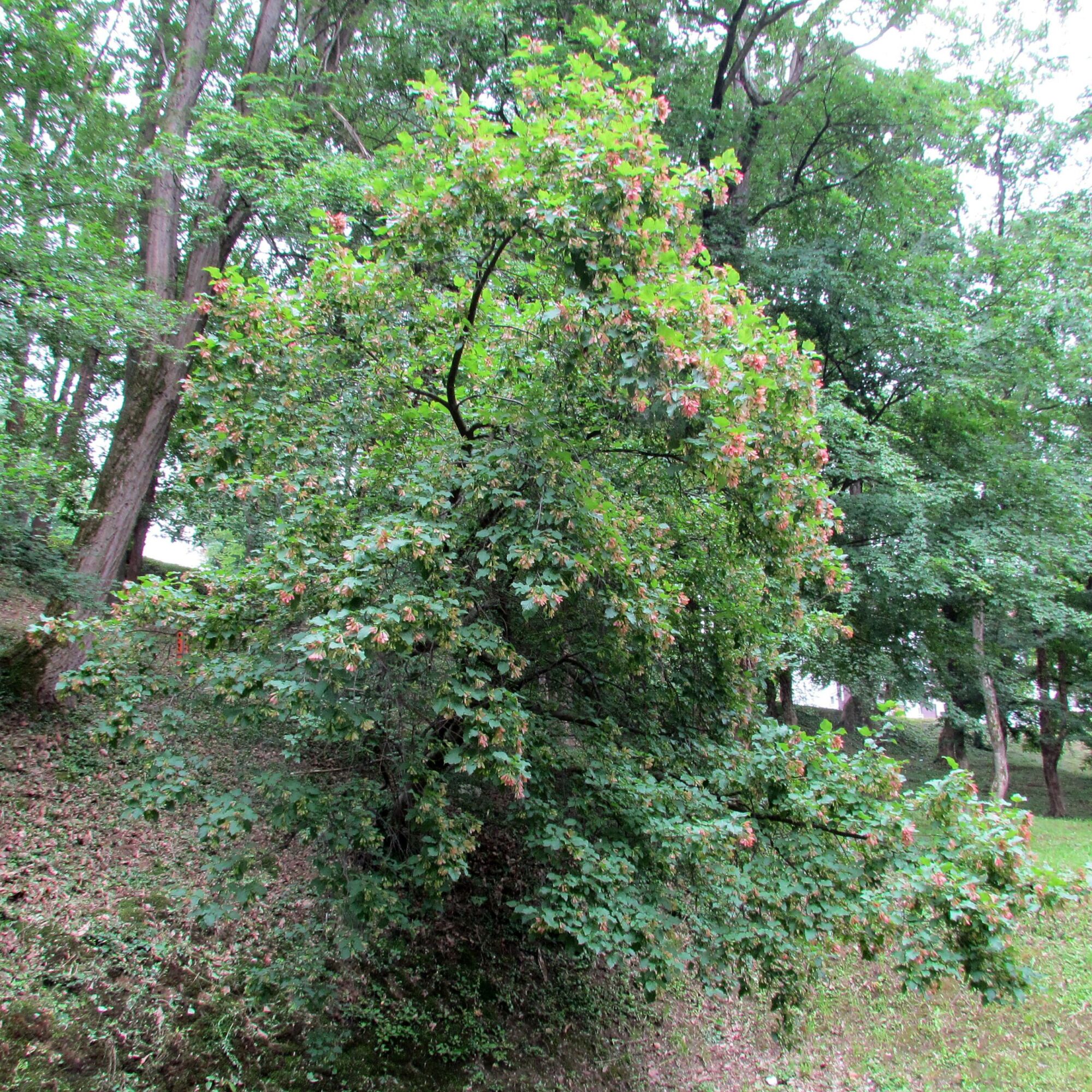 Rugged Charm maple: Tatarian maple covered in red summer samaras