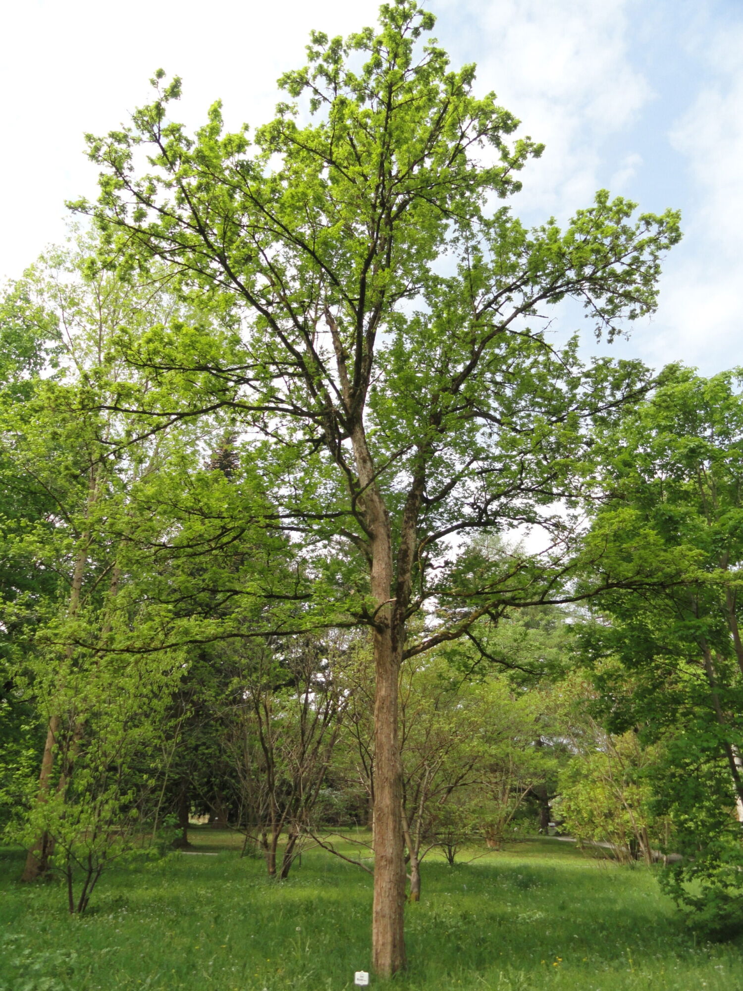 Rugged Ridge Miyabe maple: Full tree, spring