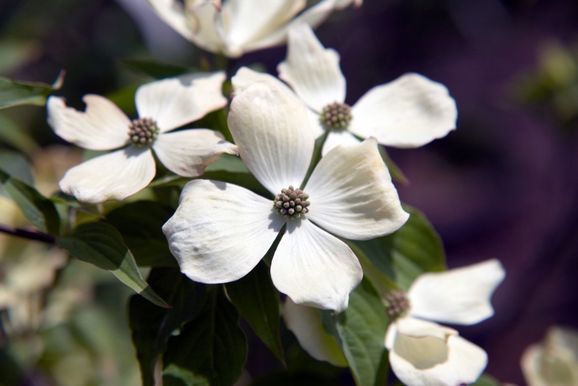 Ruth Ellen dogwood: Clean white blooms among green leaves