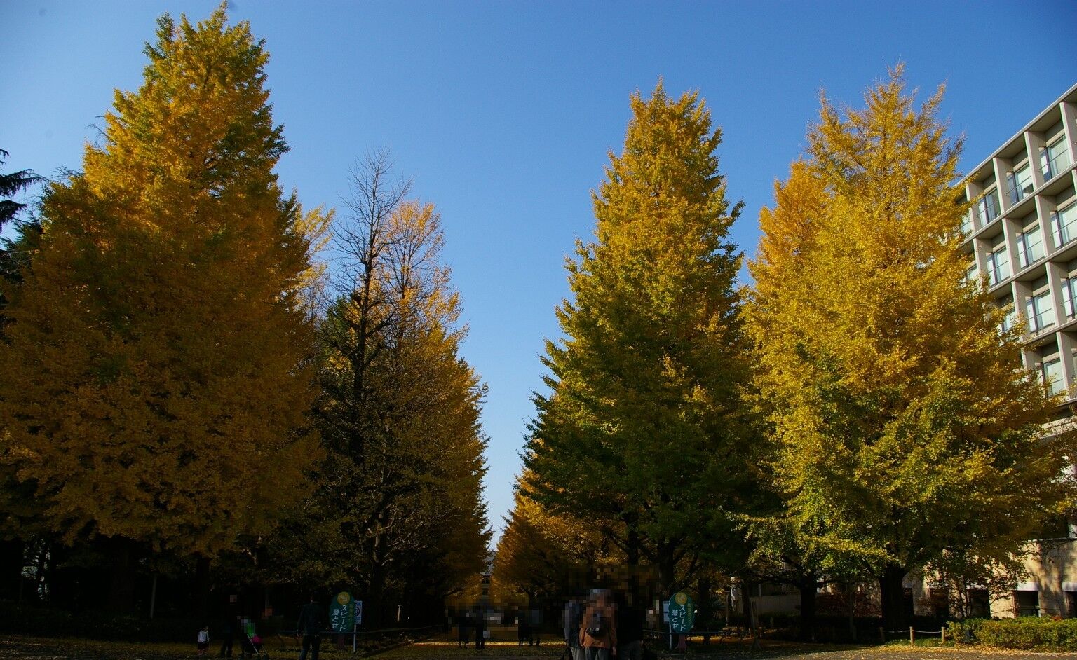 Samurai Ginkgo: tall pyramidal ginkgos in gold against deep blue sky