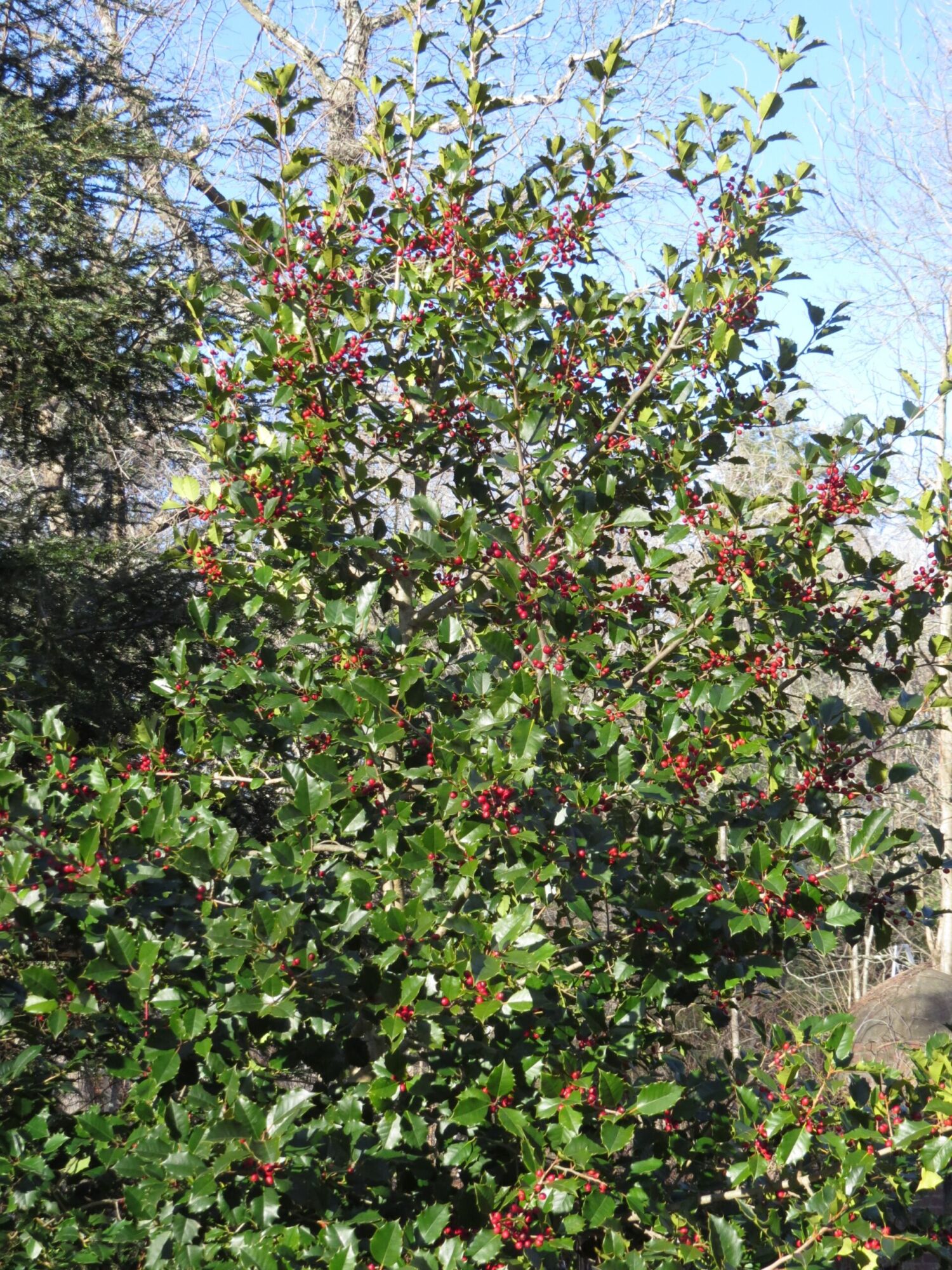 Satyr Hill American Holly: a Satyr Hill holly loaded with red berries from top to bottom against a winter sky