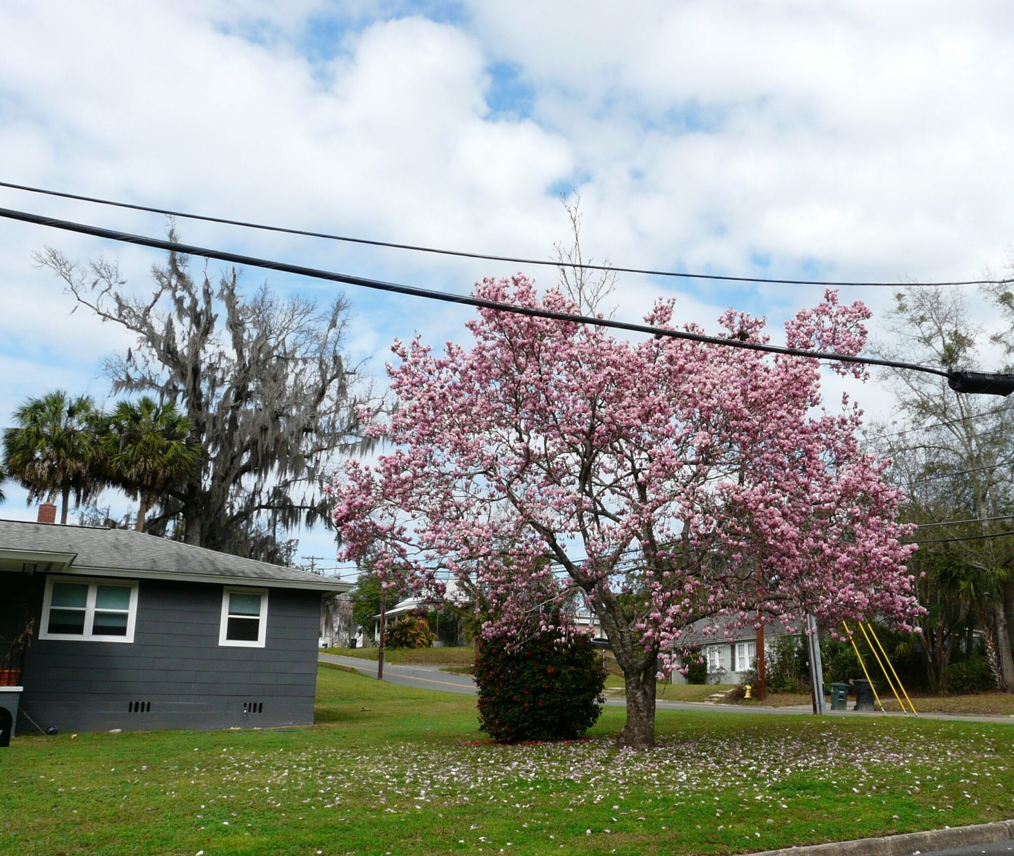 Saucer Magnolia: a mature saucer magnolia covered in pink bloom in a front yard, with fallen petals scattered on the grass