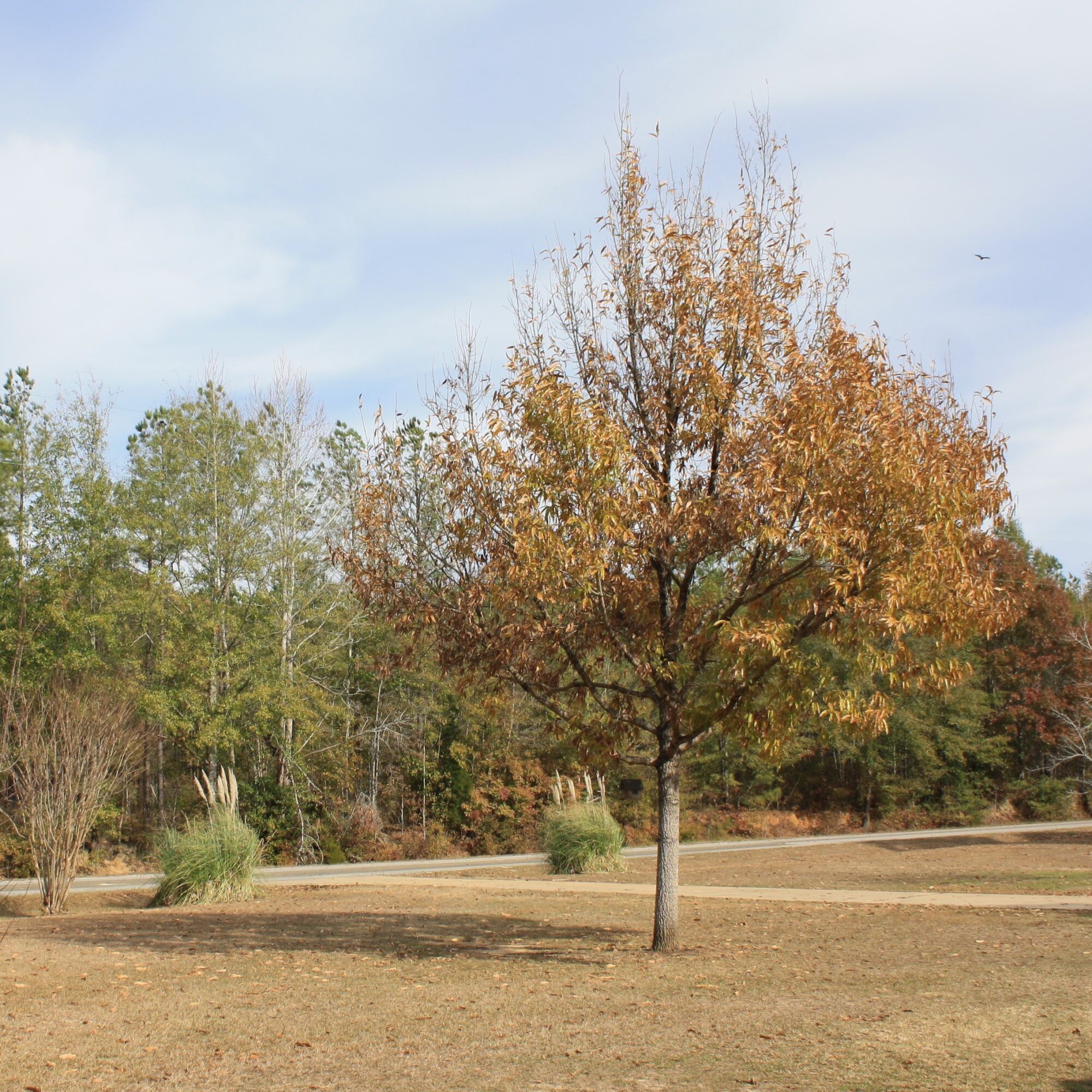 Sawtooth Oak: a mature specimen in an open lawn showing its broad rounded crown in golden brown fall color