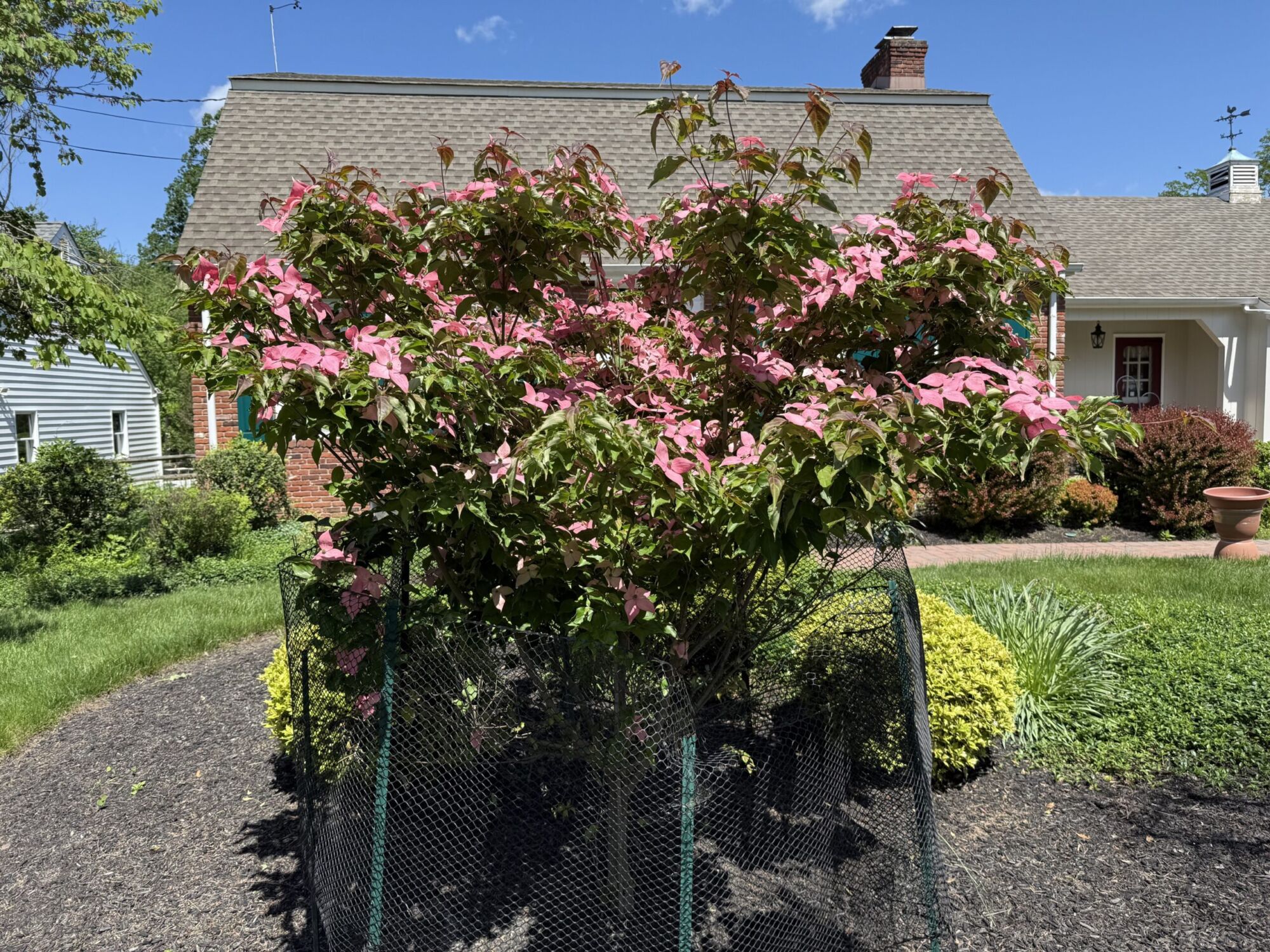 Scarlet Fire kousa dogwood: Young tree covered in pink bloom