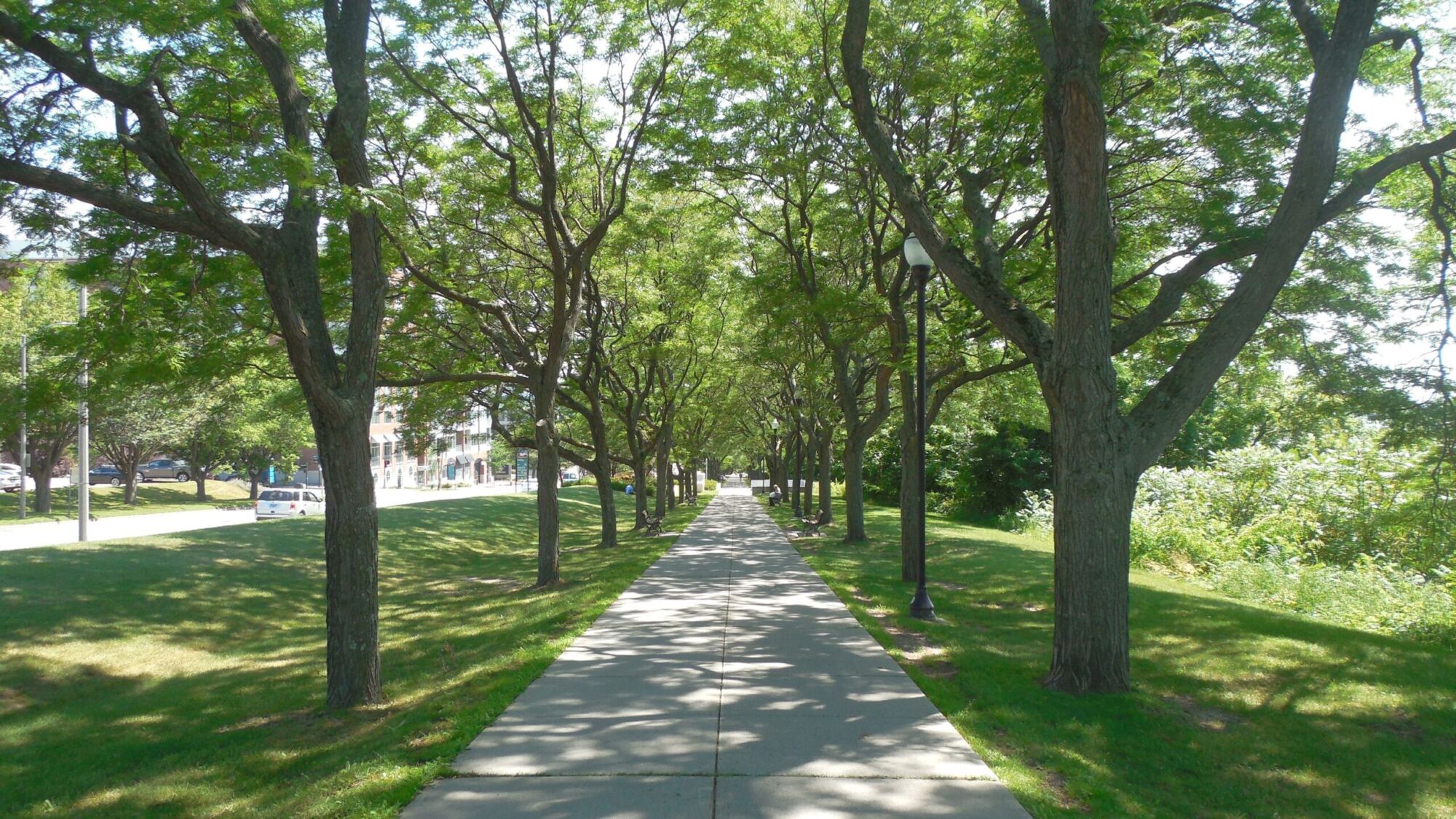 Shademaster Honeylocust: a row of vase-shaped Shademaster honeylocusts arching over a park walkway with thick lawn underneath
