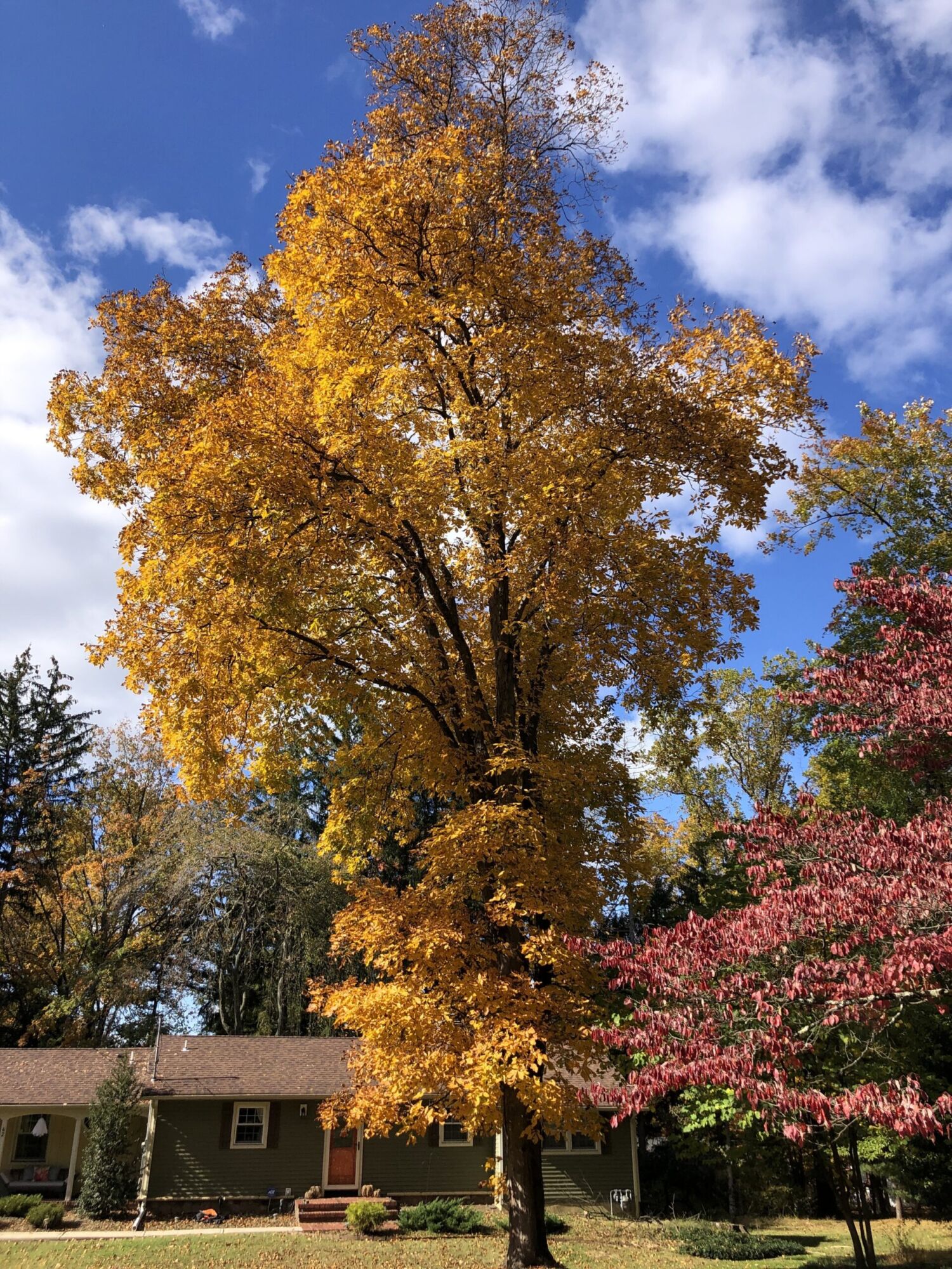 Shagbark hickory: Full tree in golden fall color