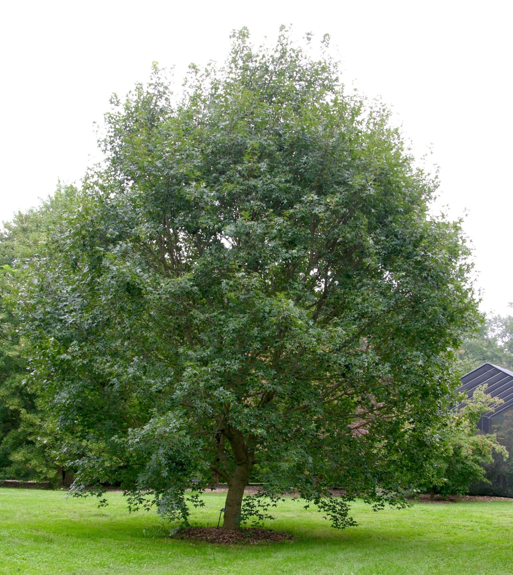 Shantung maple: mature tree with a dense rounded crown on a lawn