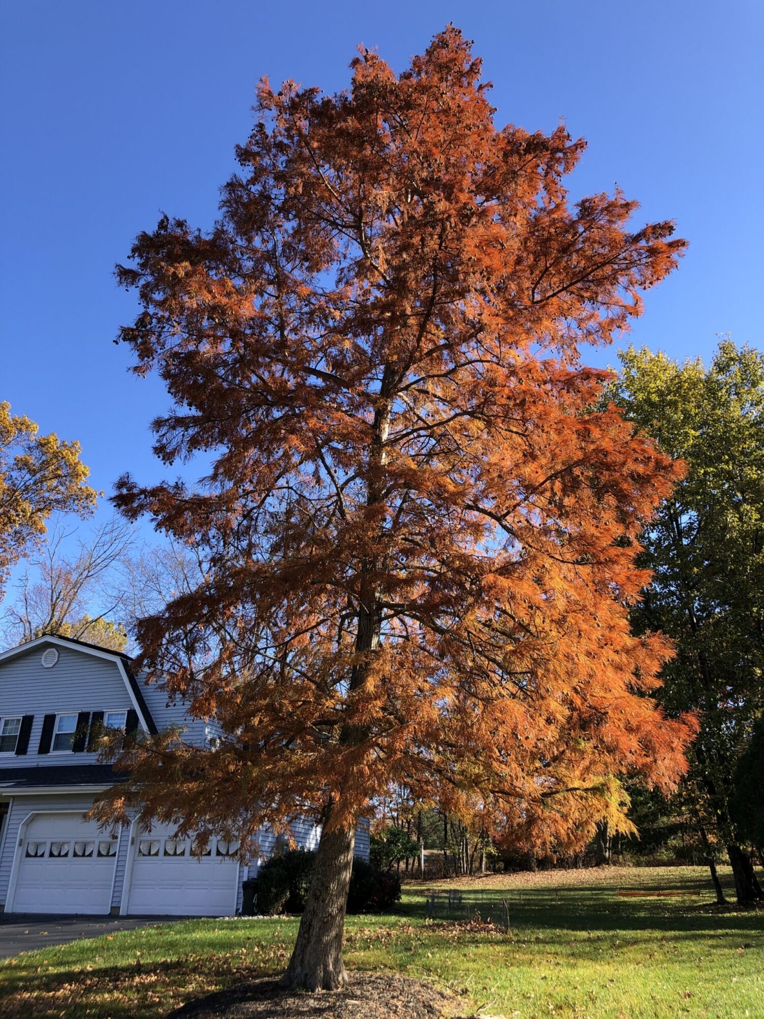 A bald cypress in a front yard turned bright orange in November beside a two car garage