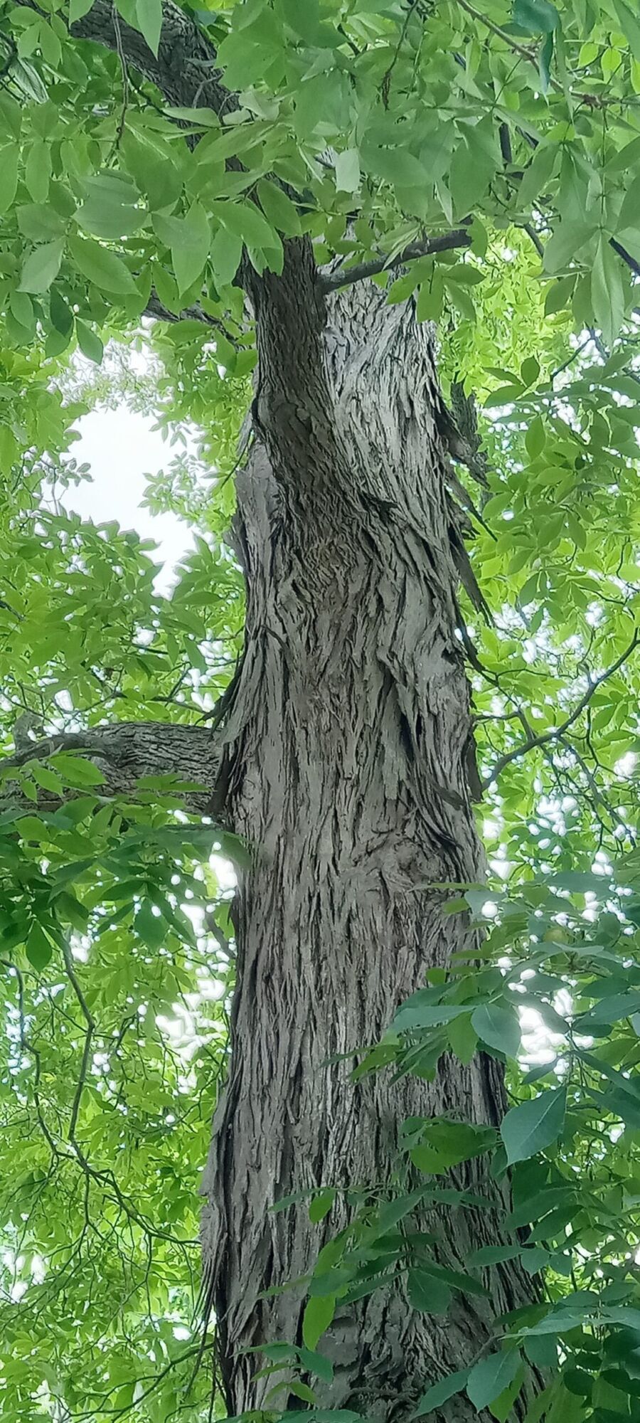 Shellbark hickory: Shaggy peeling trunk of a 200-year-old tree