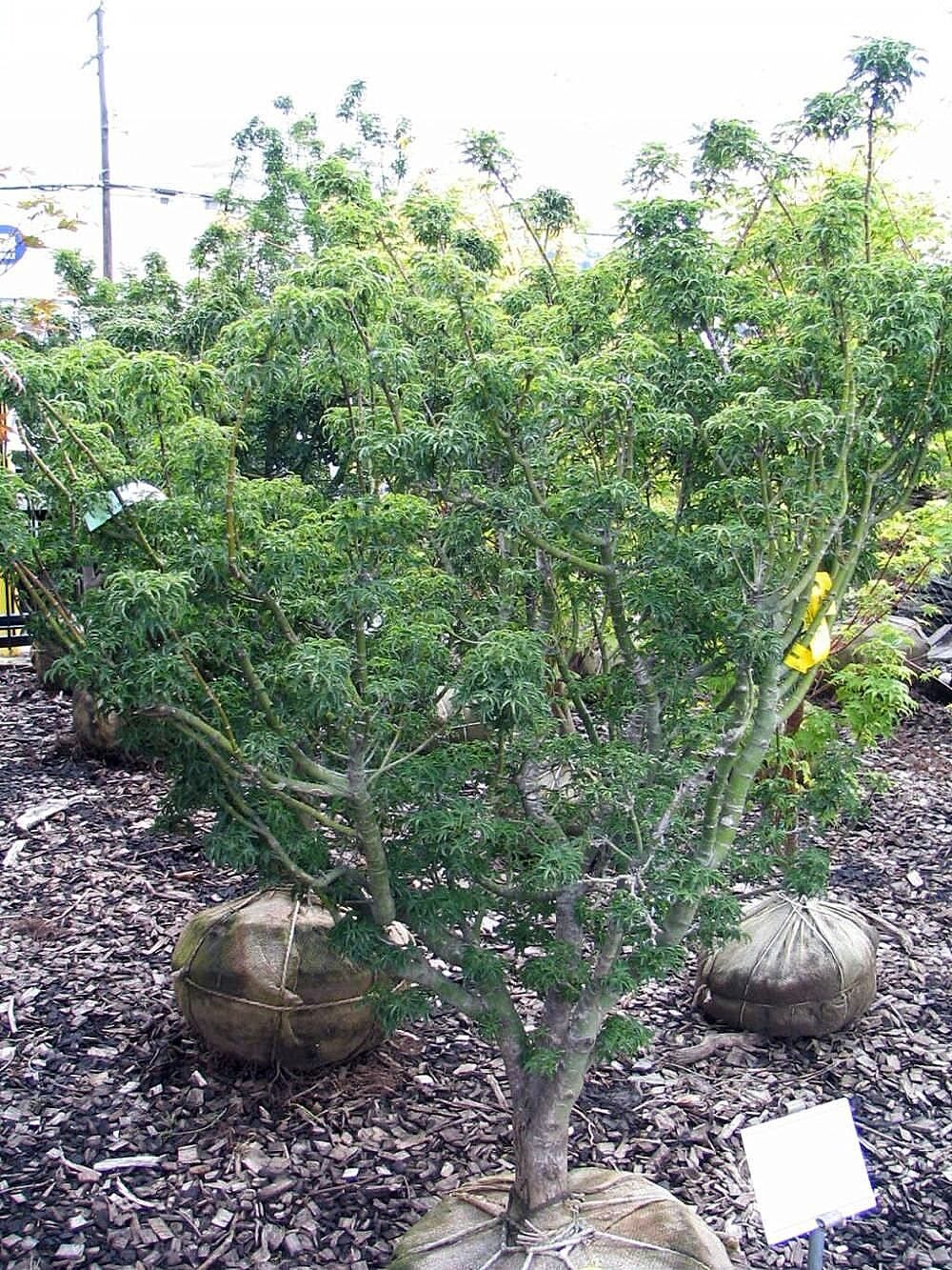 Shishigashira Japanese maple: Full tree