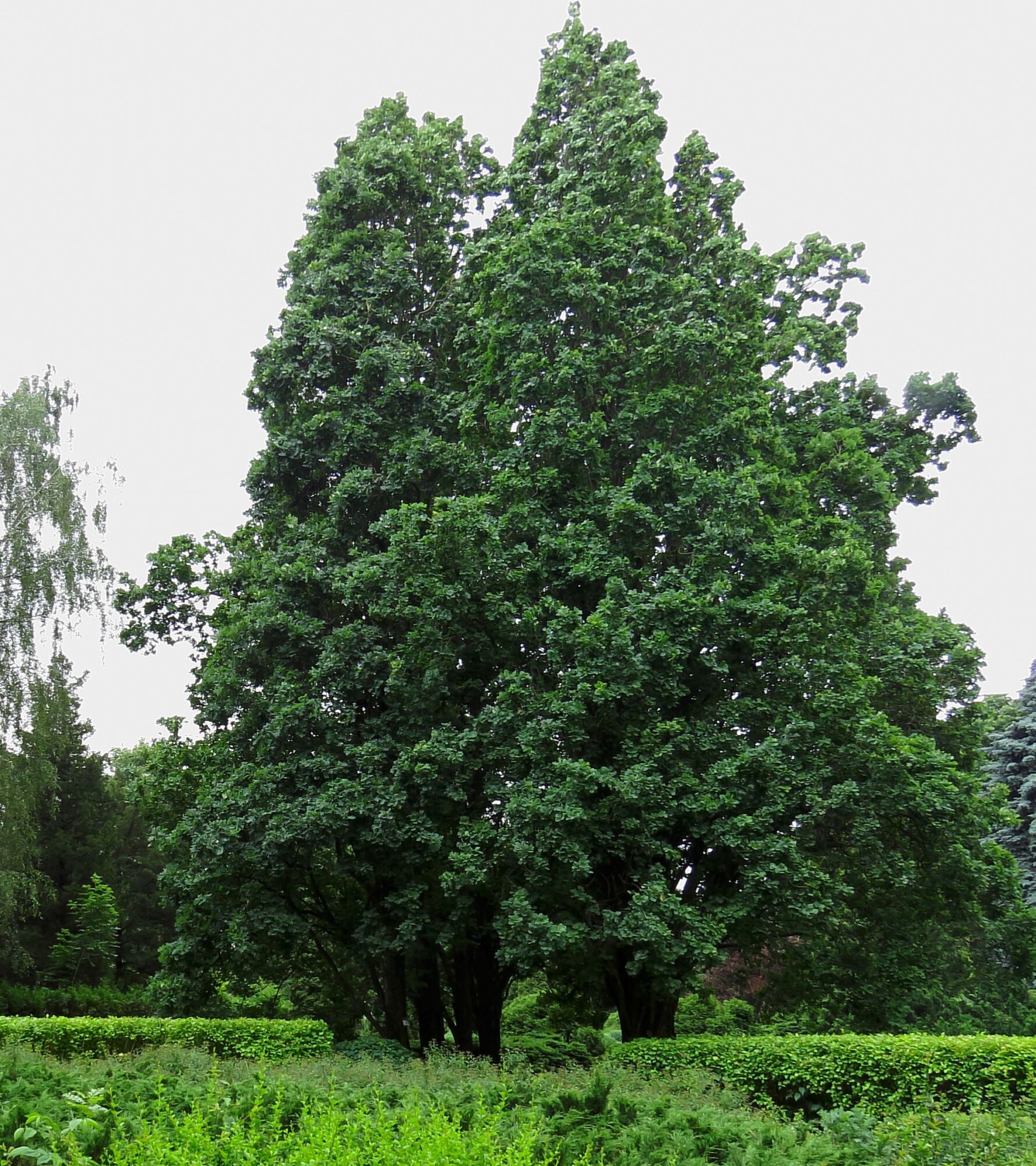 Columnar English oak, the parent that gives Skinny Genes its tight upright shape, shown as a mature specimen