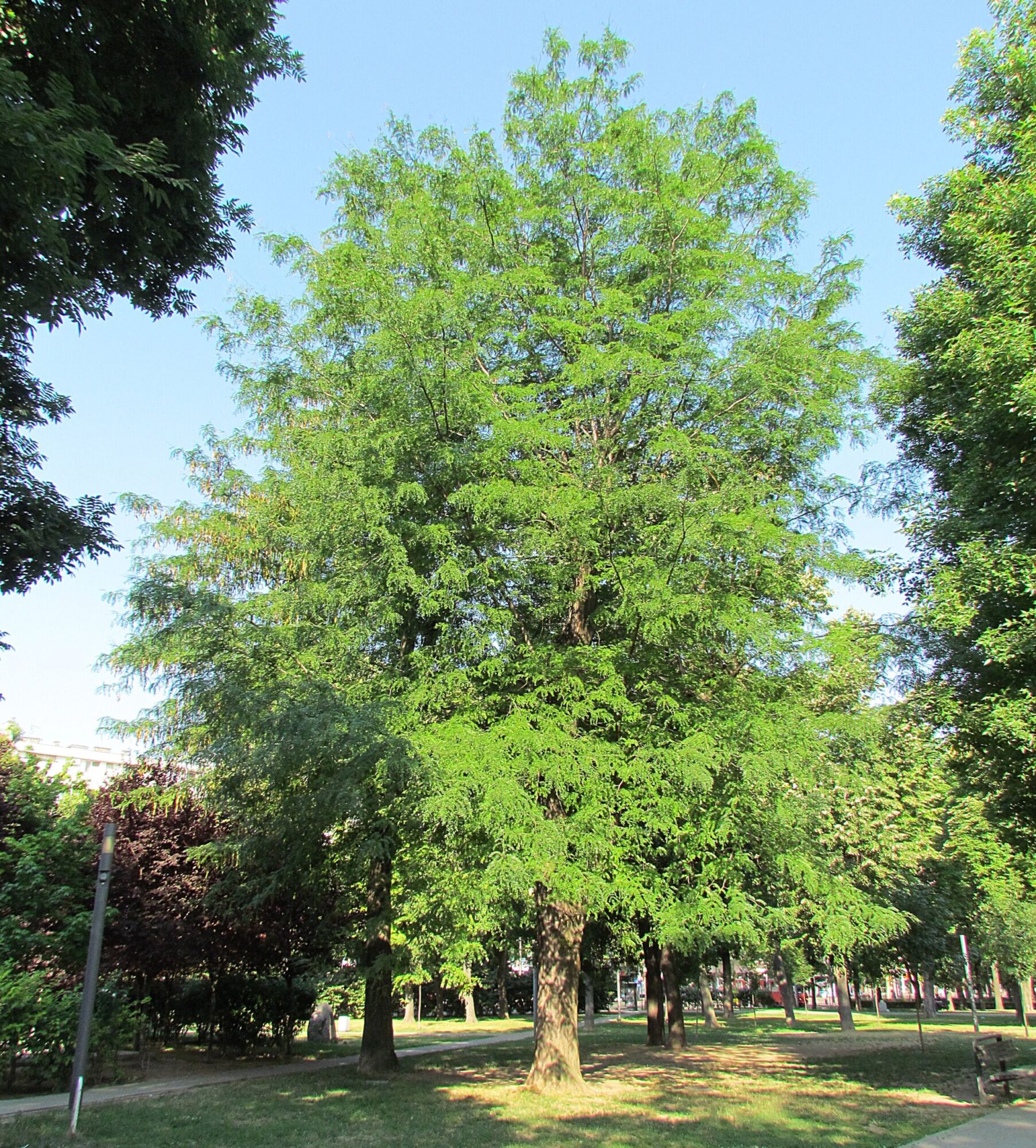 Skyline Honeylocust: a large upright honeylocust in a city park, taller than it is wide, with lawn growing under it