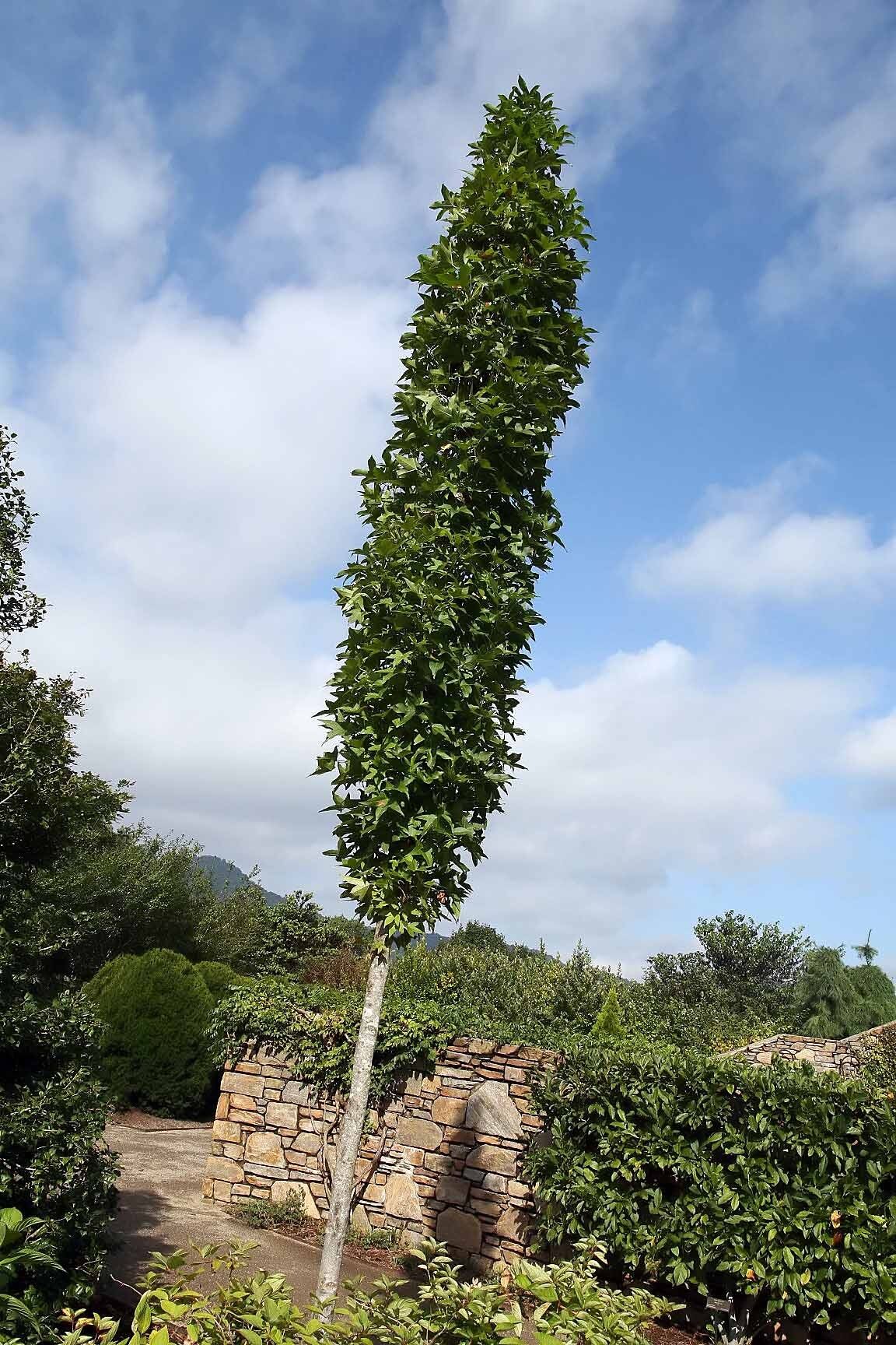 Slender Silhouette Sweetgum: an extremely narrow columnar sweetgum standing tall above a stone wall against blue sky
