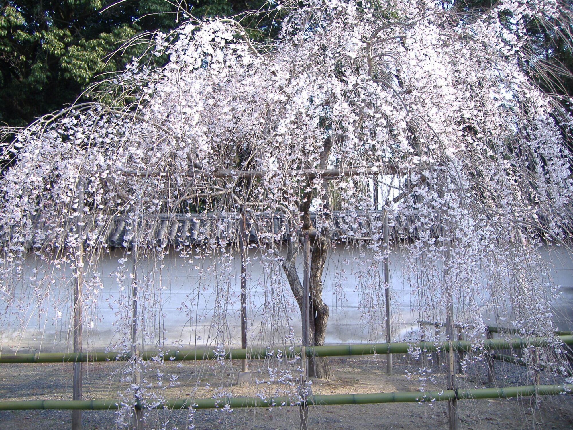 Snow Fountains Flowering Cherry: a large weeping cherry in near-white bloom with branches cascading to the ground
