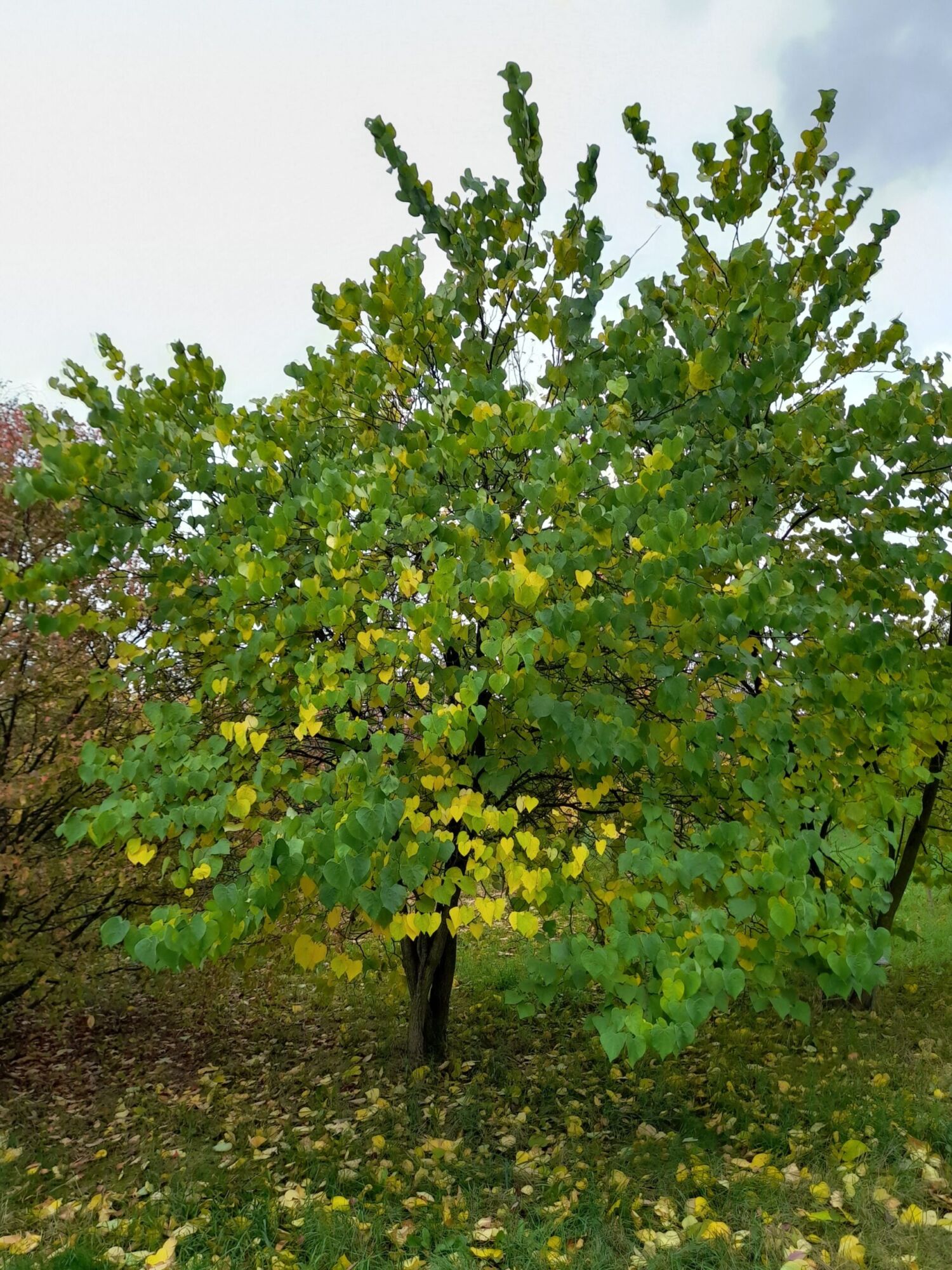 Sparkling Wine redbud: Rounded multi-stem redbud in a botanical garden