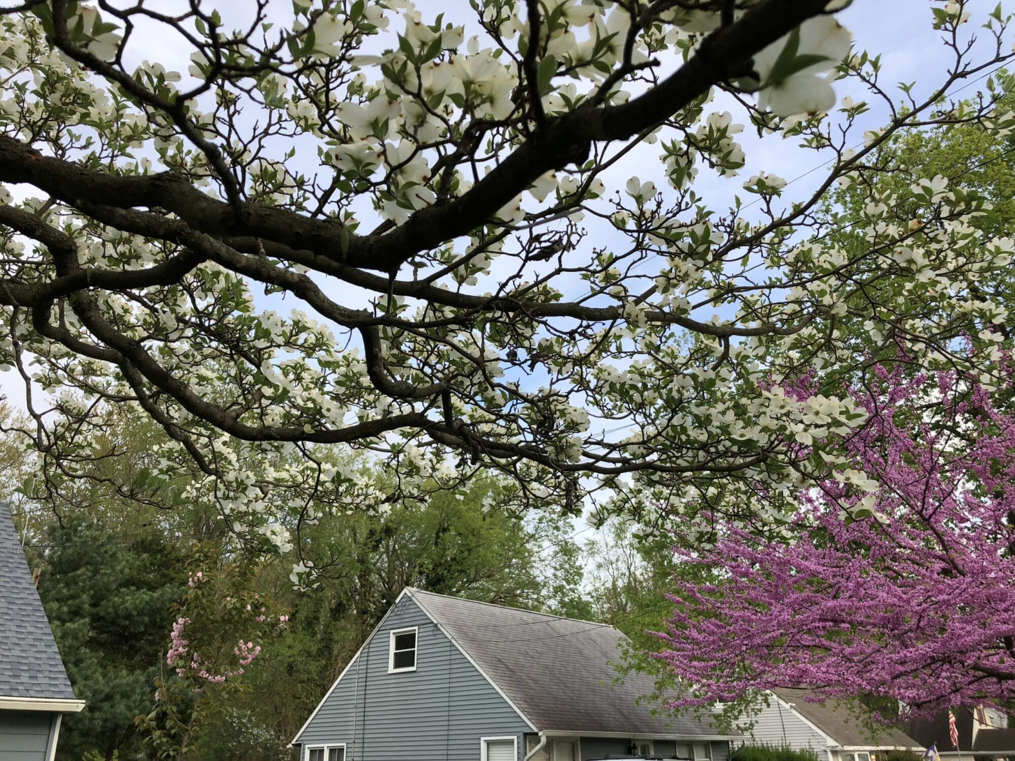 Spring Grove dogwood: White dogwood blooms overhead in spring