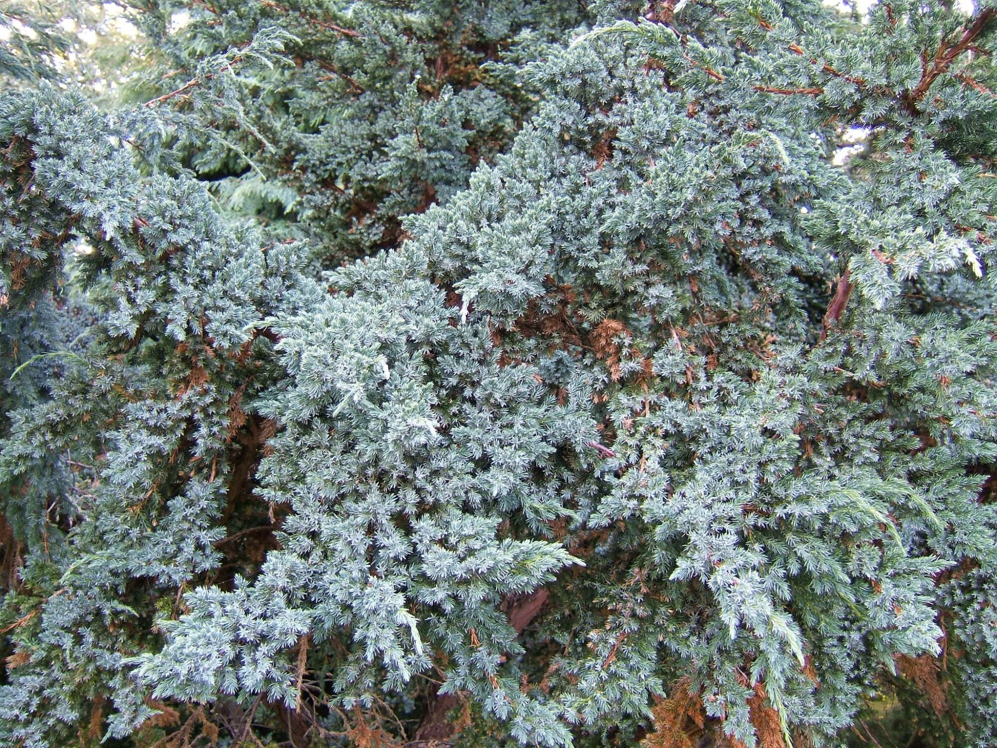 Star Power Juniper: a large Meyeri juniper massed in dense silvery blue-green foliage