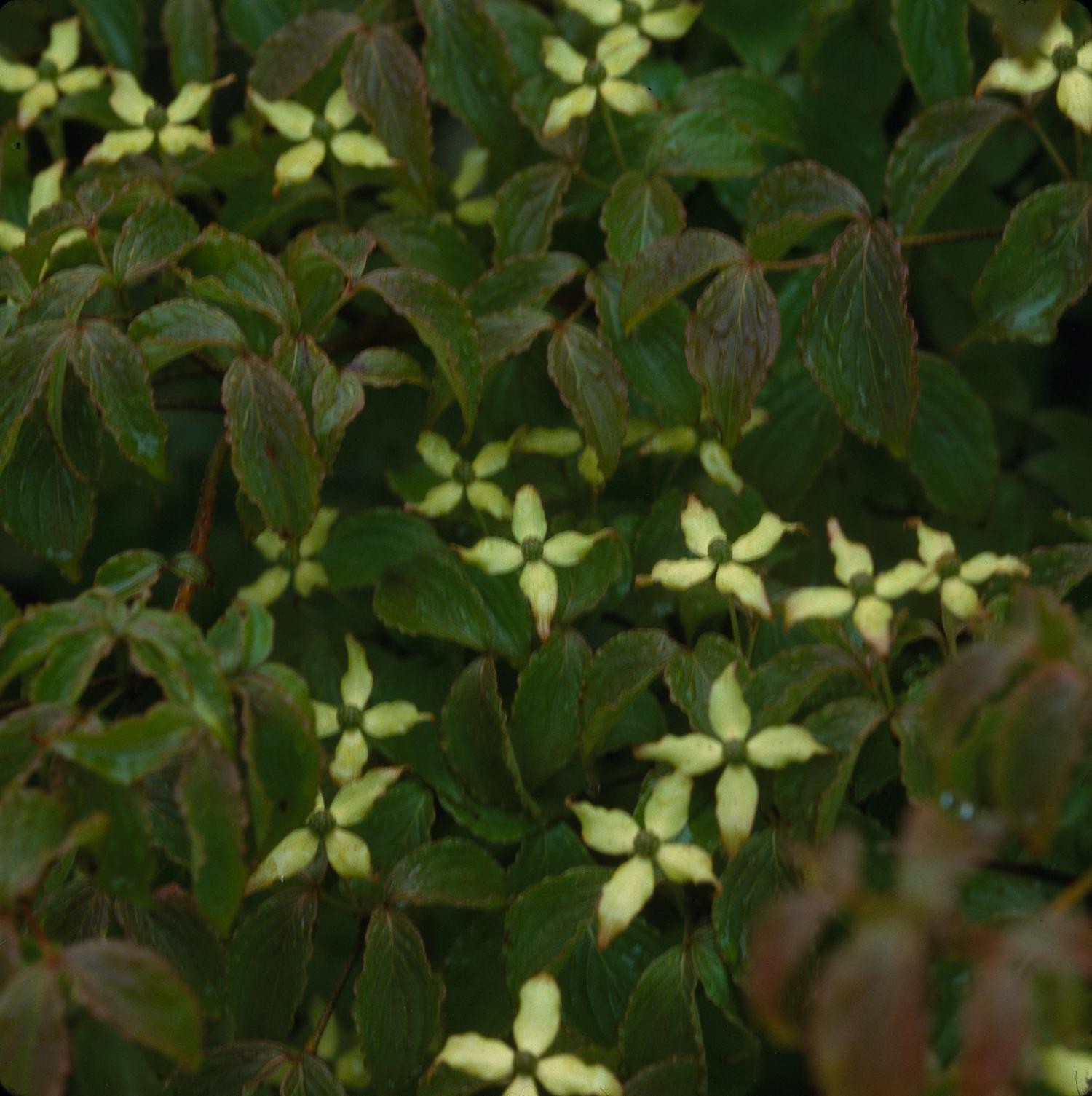 Starlight dogwood: Starry white blooms scattered across dark foliage