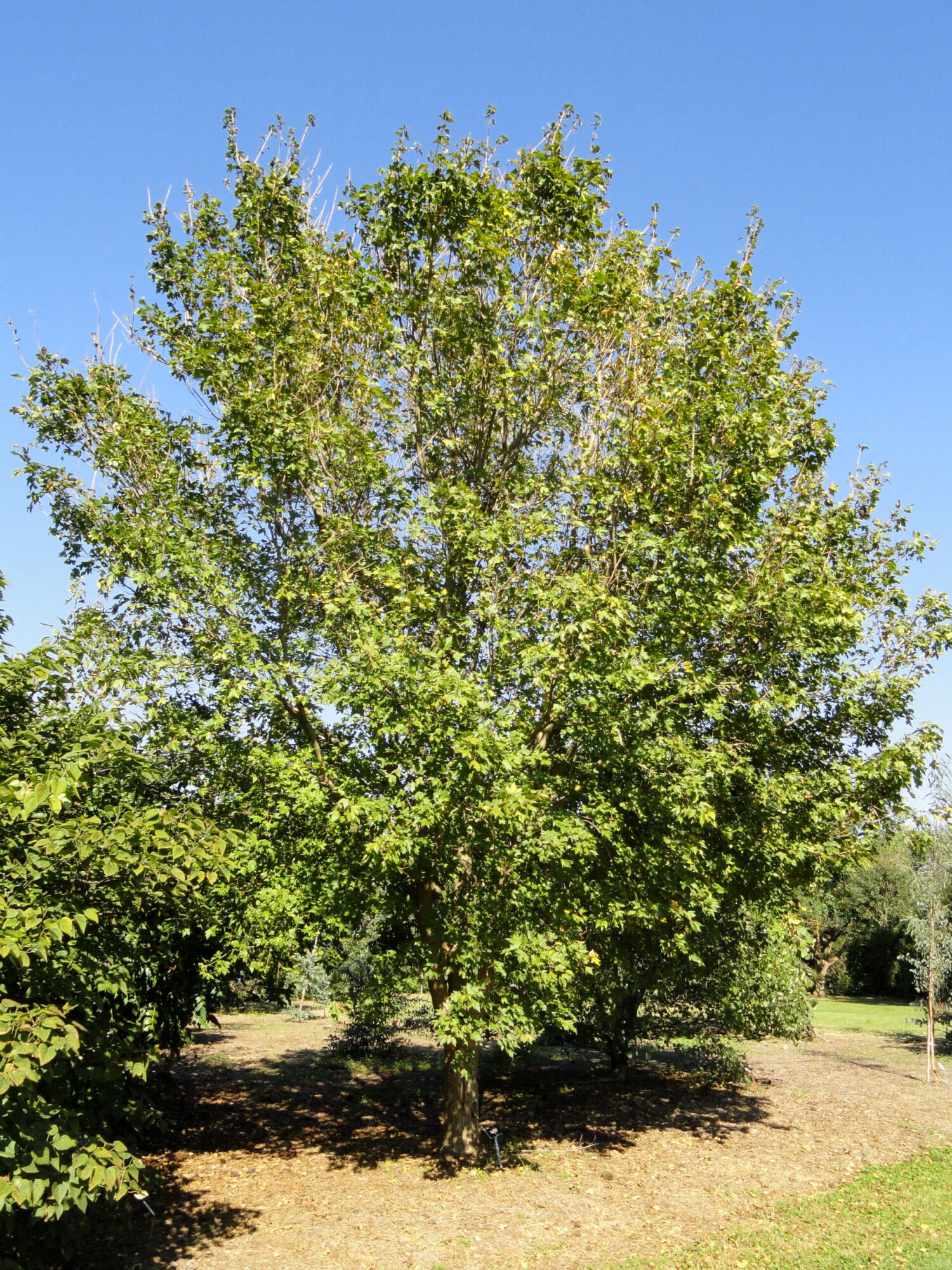 State Street Miyabe maple: Full tree, summer
